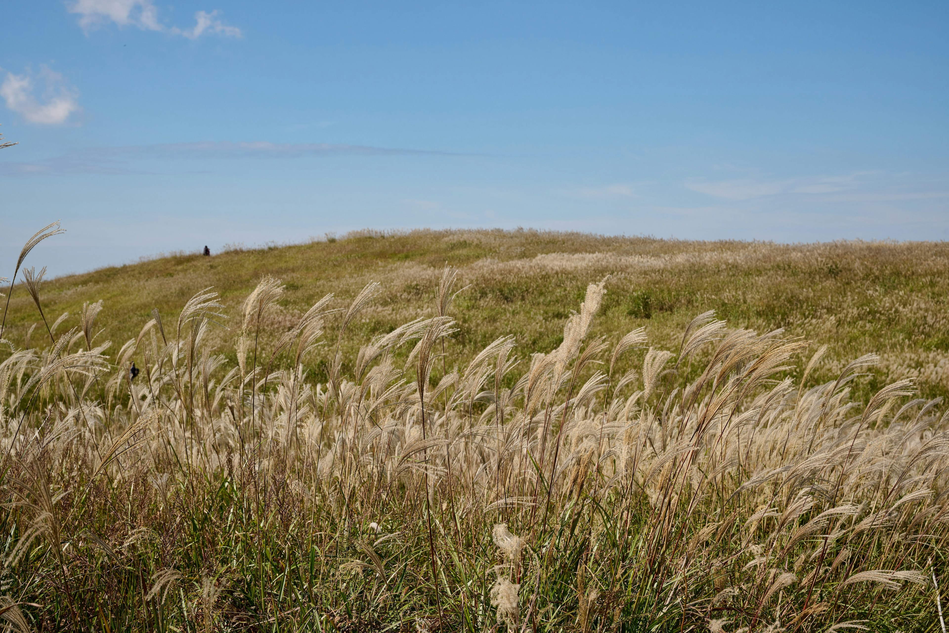 Golden grass swaying under blue sky with distant figures