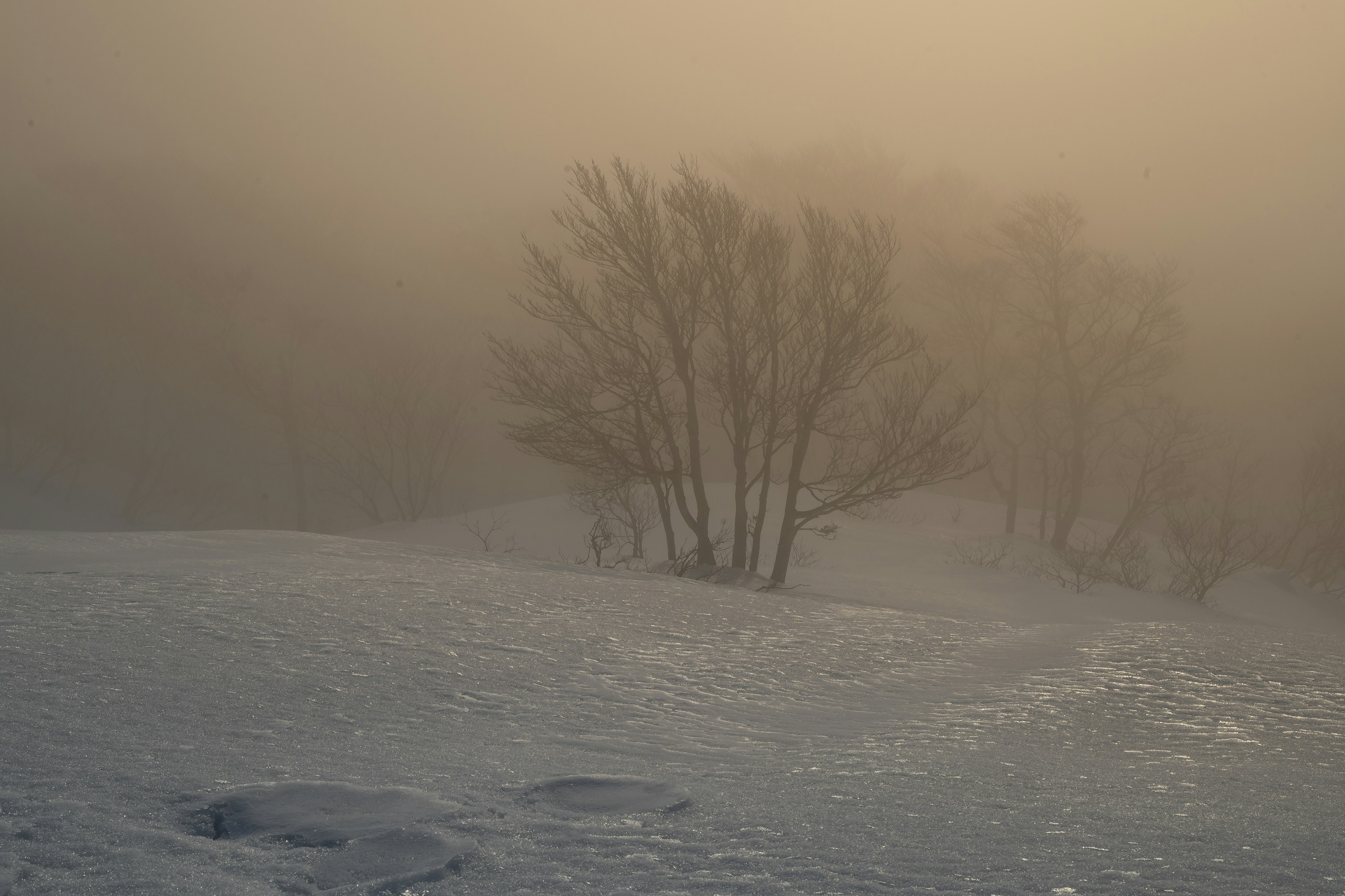 Silhouette von Bäumen in einer verschneiten Landschaft, umhüllt von Nebel