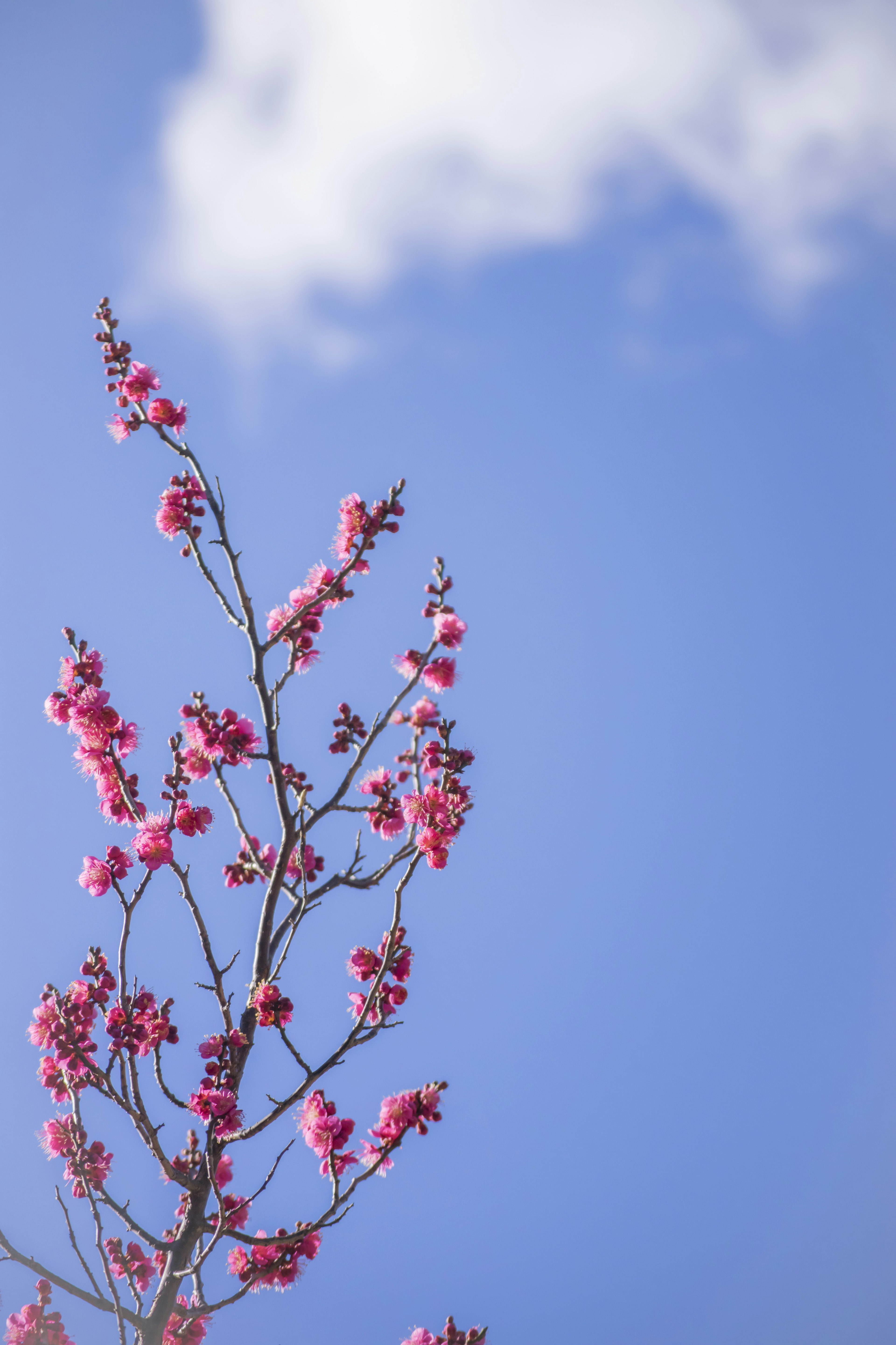 青空に映える薄桃色の花を持つ木の枝