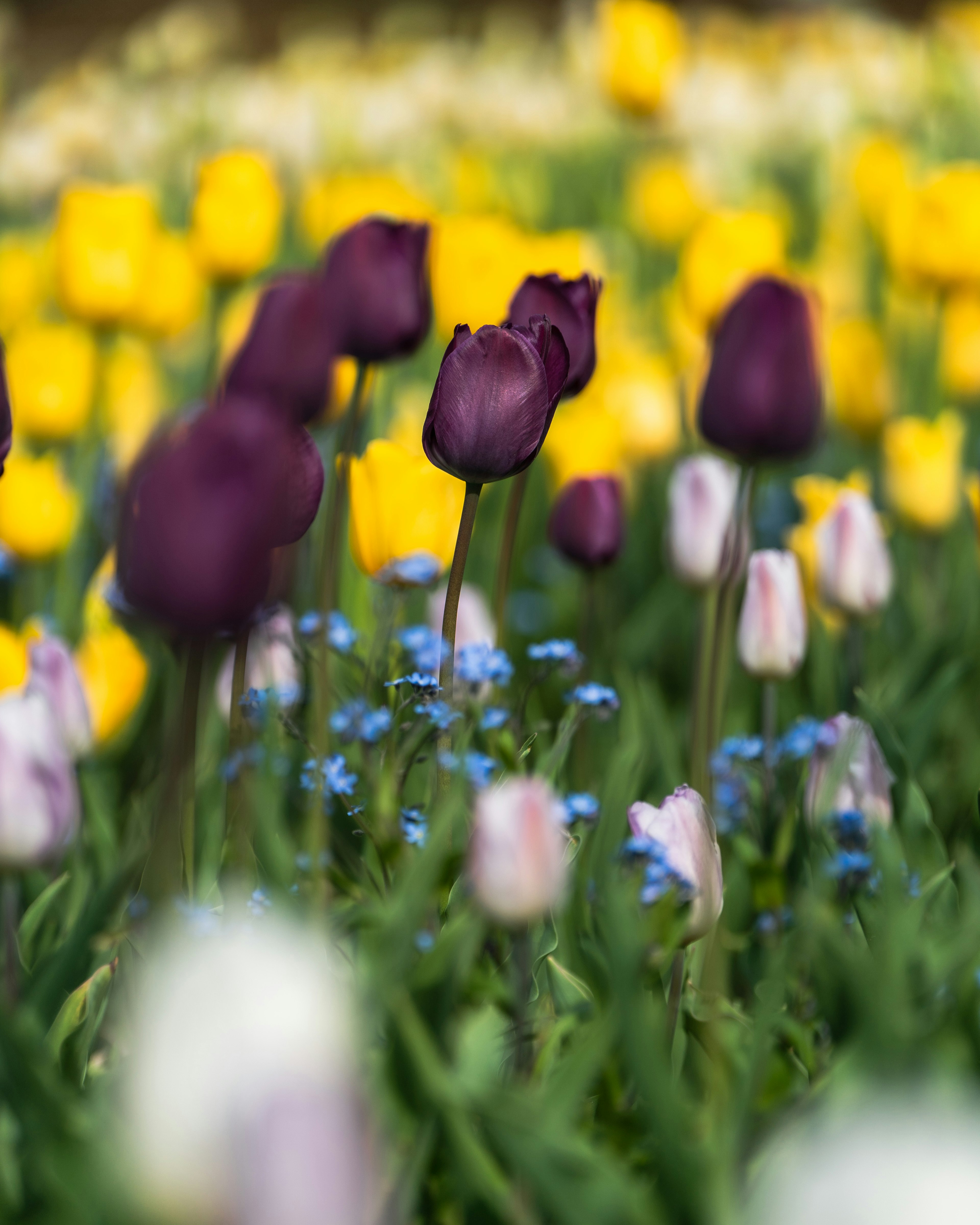 Un jardin de fleurs vibrant avec des tulipes violettes et jaunes ainsi que des myosotis bleus