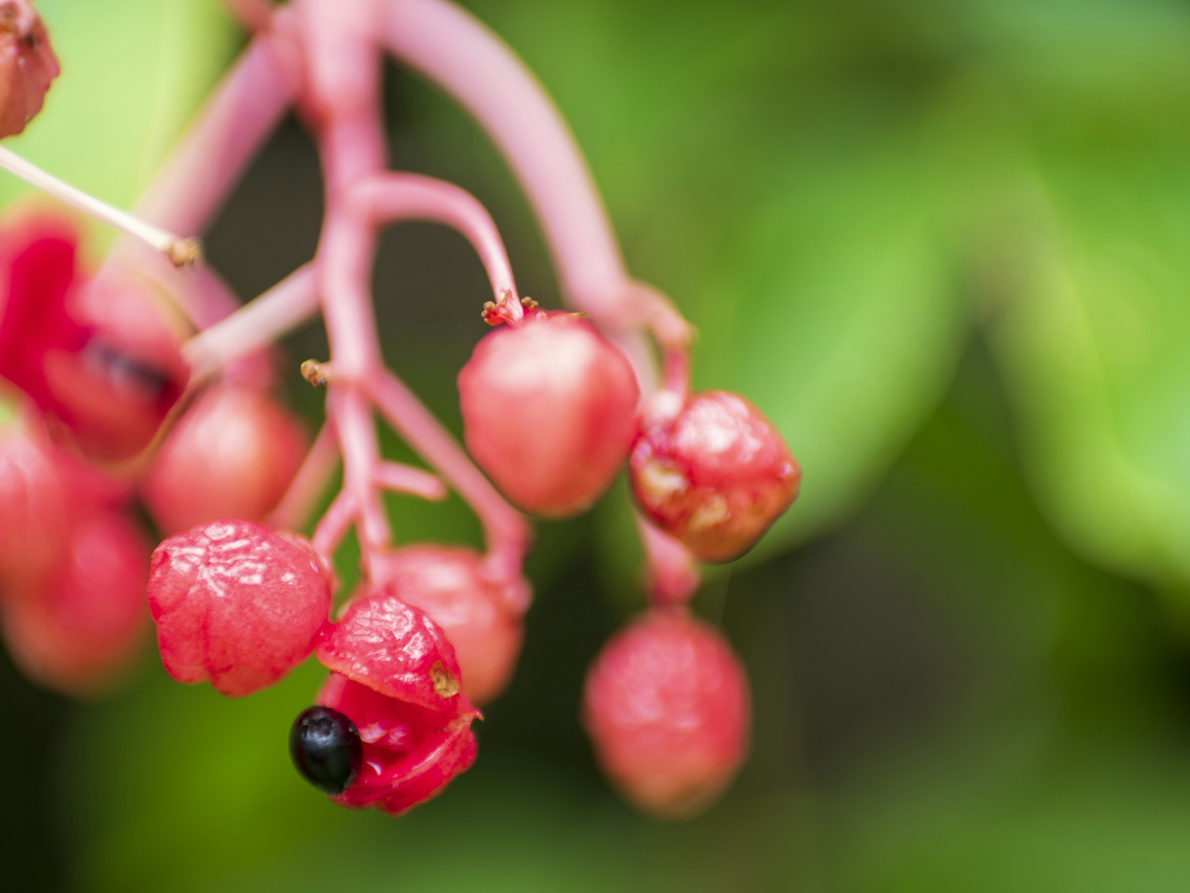 Primer plano de una planta con frutos rojos sobre un fondo verde