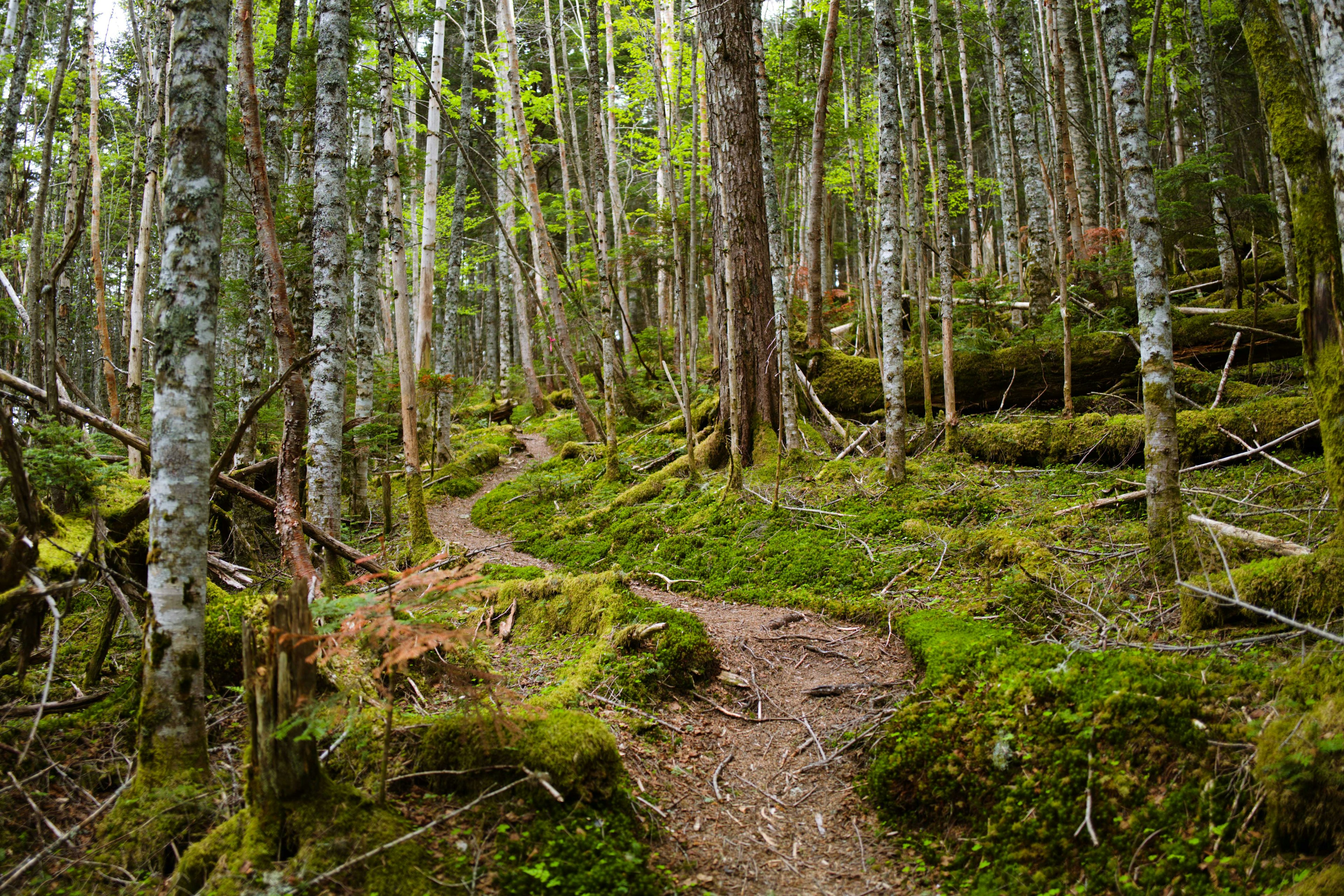 A nature scene featuring a path through a lush green forest