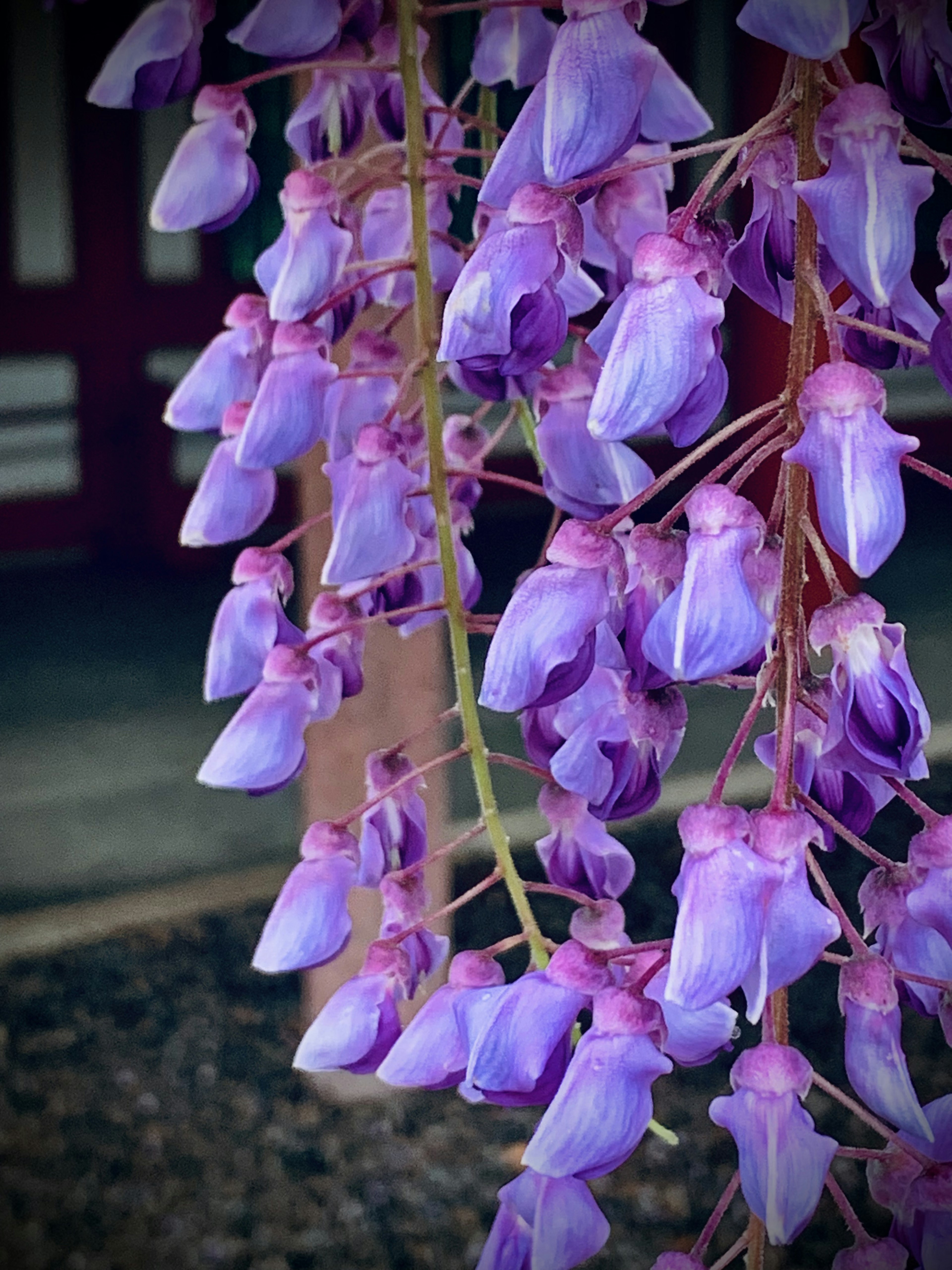 美丽的紫色藤花垂挂