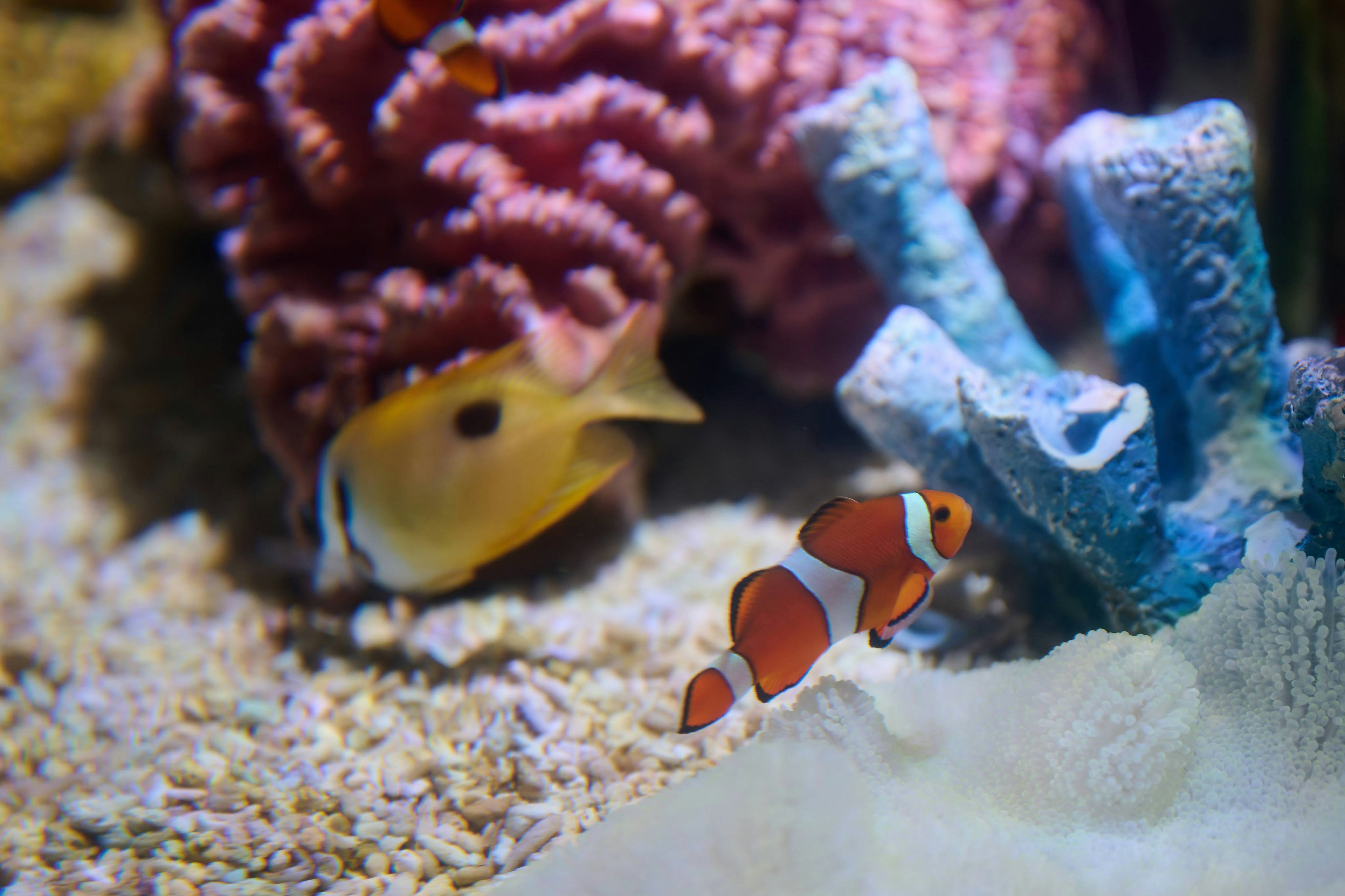 Bunte Clownfische und gelbe Fische schwimmen zwischen Korallen in einem Aquarium