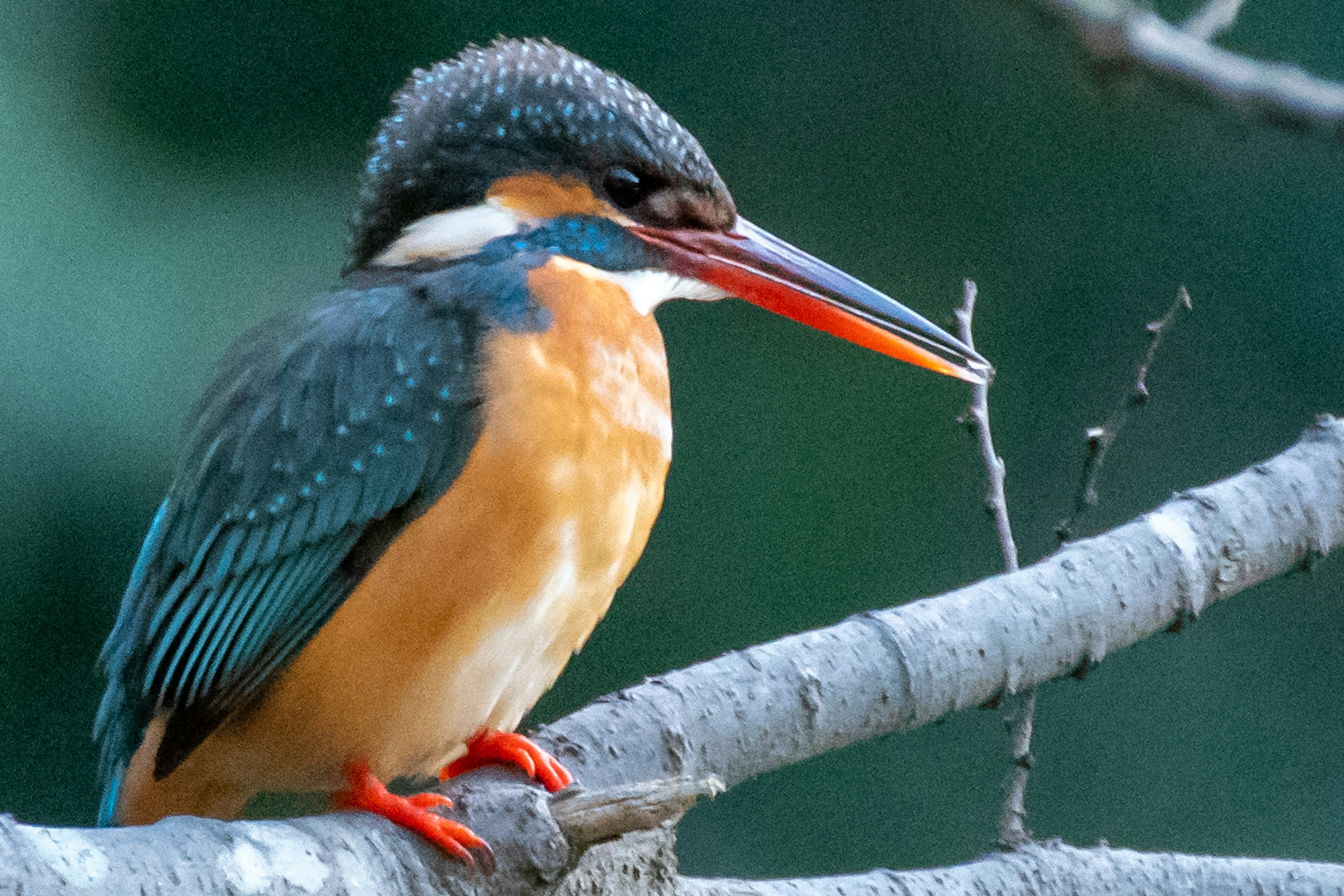 A beautiful kingfisher perched on a branch featuring vibrant blue and orange plumage