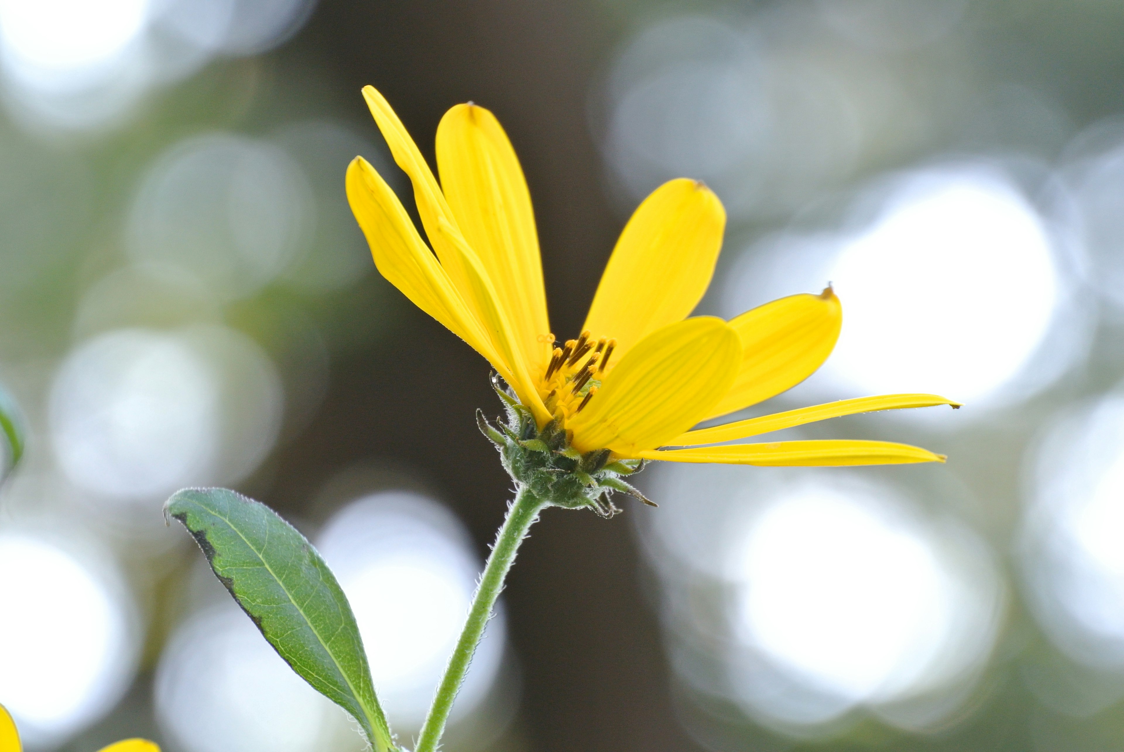 Image montrant la vue latérale d'une fleur jaune vif avec des feuilles vertes distinctives