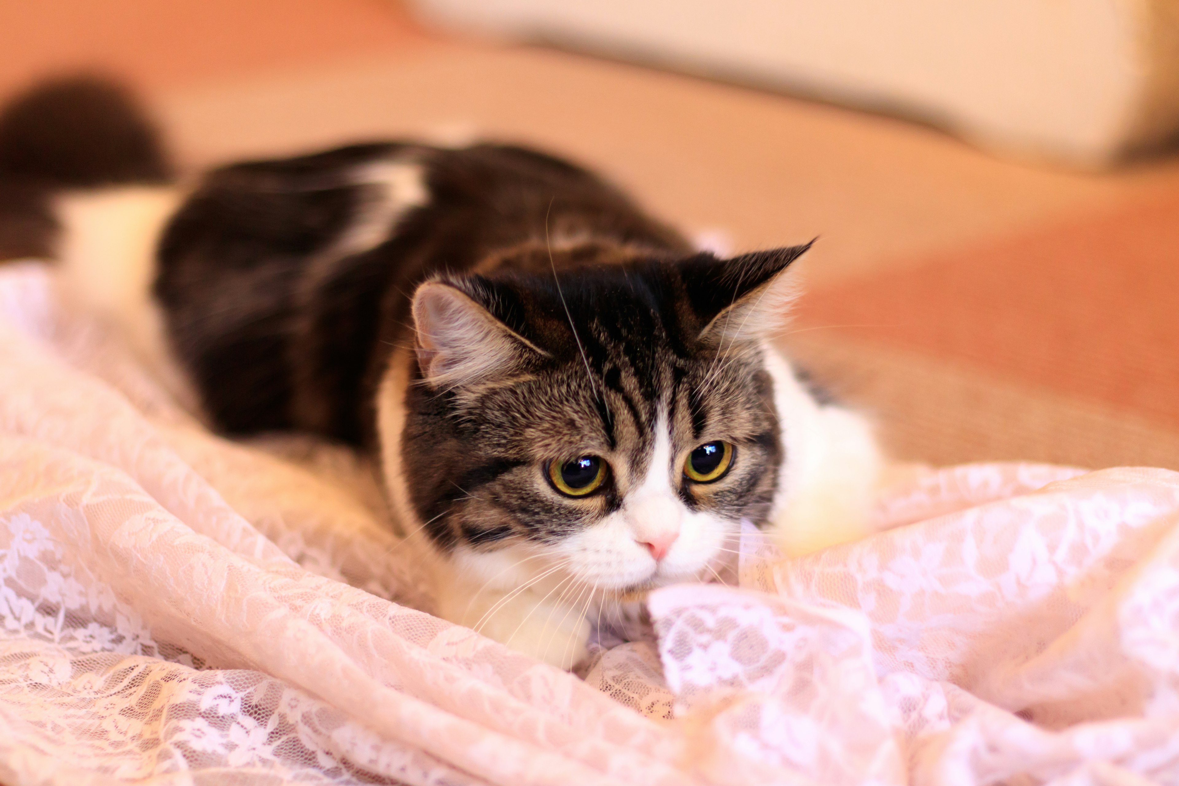 A cat with black and white fur lying on pink fabric