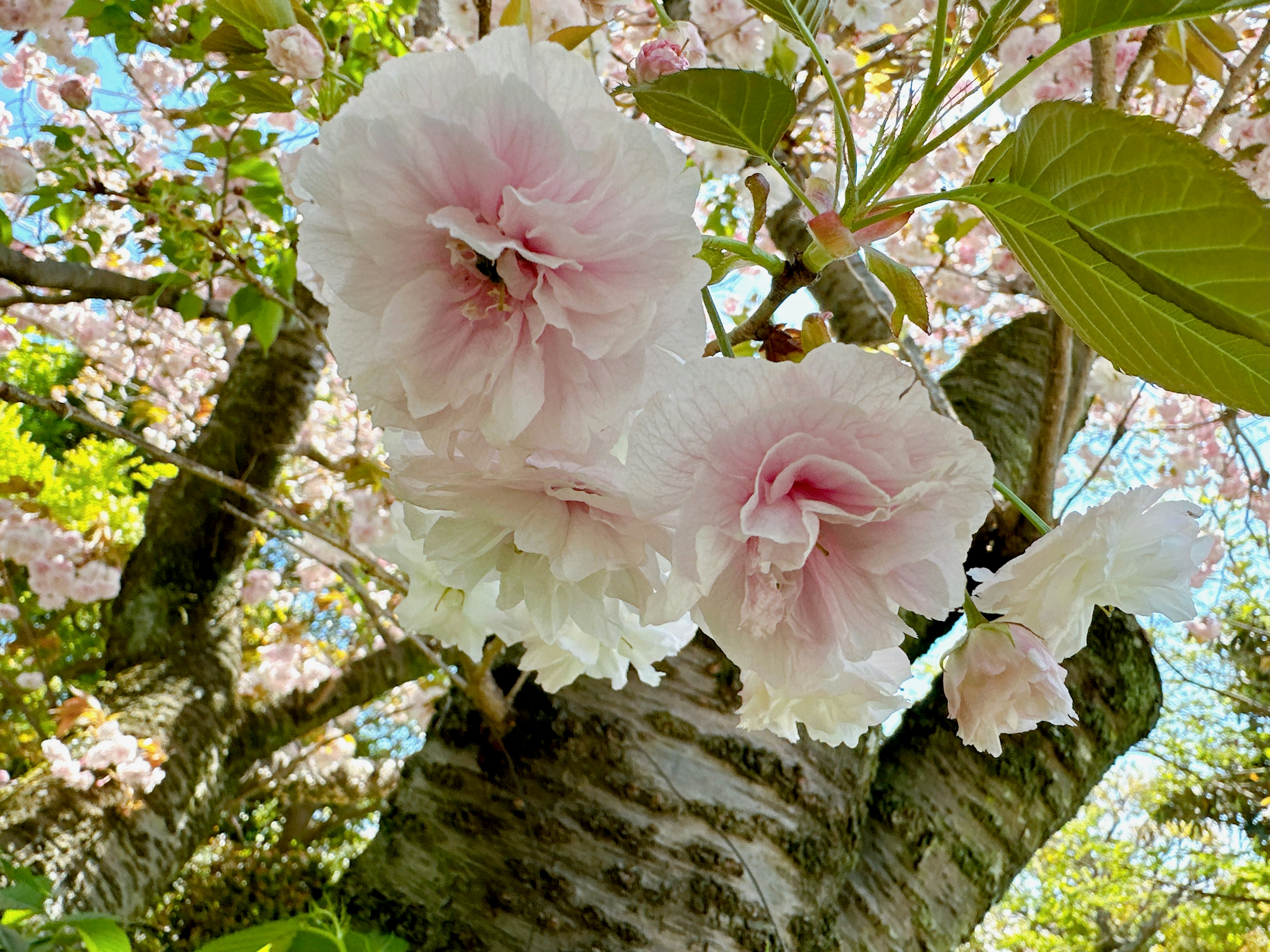 Nahaufnahme von blassrosa Blumen an einem Kirschbaum