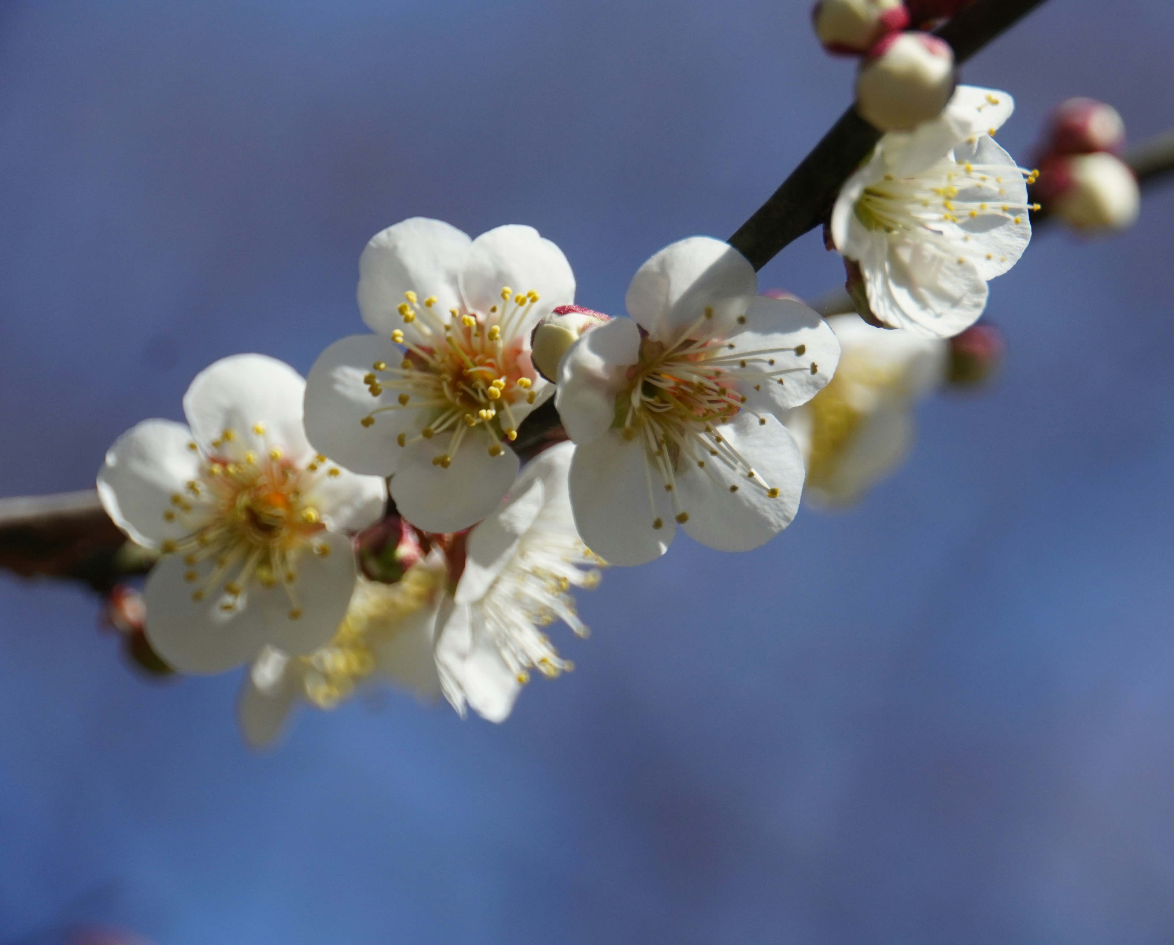 Primo piano di fiori bianchi su un ramo contro un cielo blu