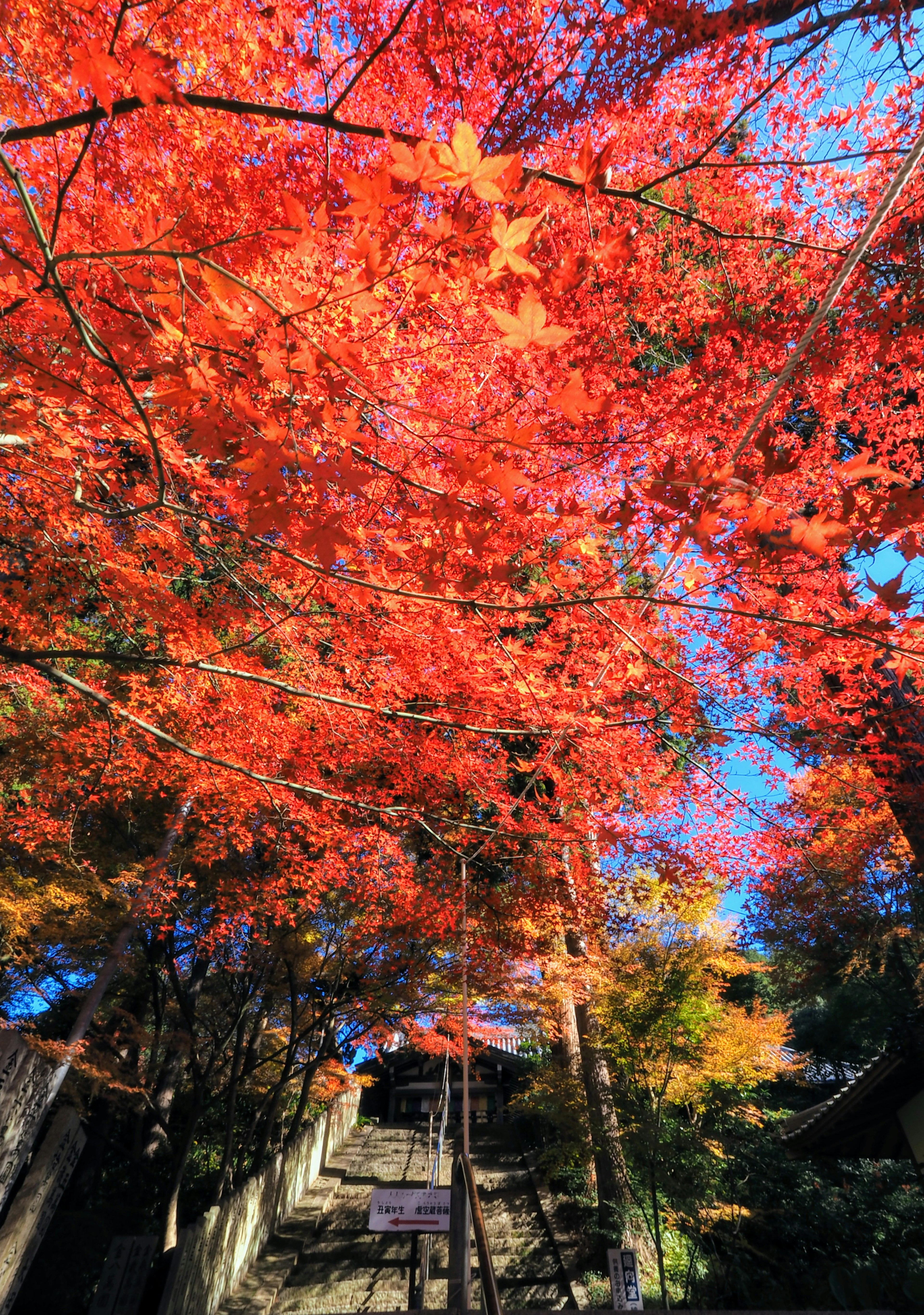 Lebendige Herbstblätter bedecken eine Treppe mit blauem Himmel