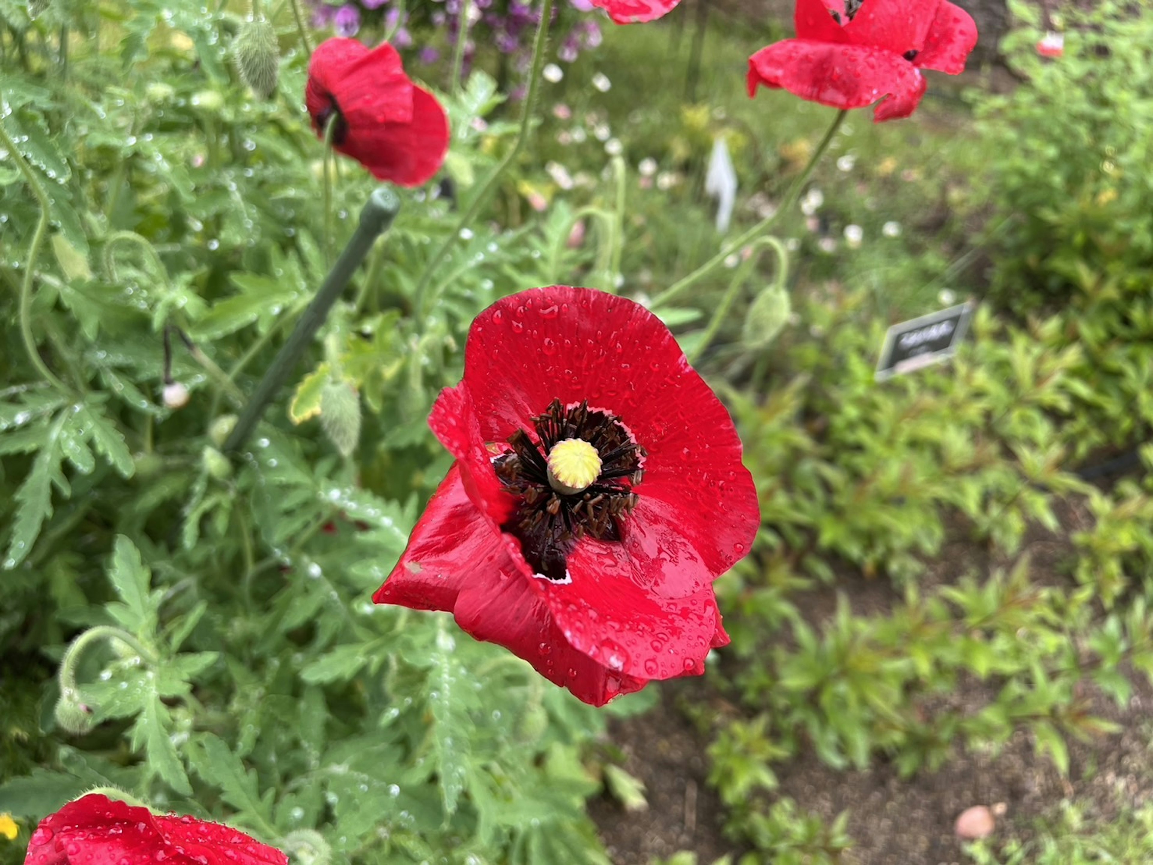 赤いポピーの花が水滴をつけて咲いている