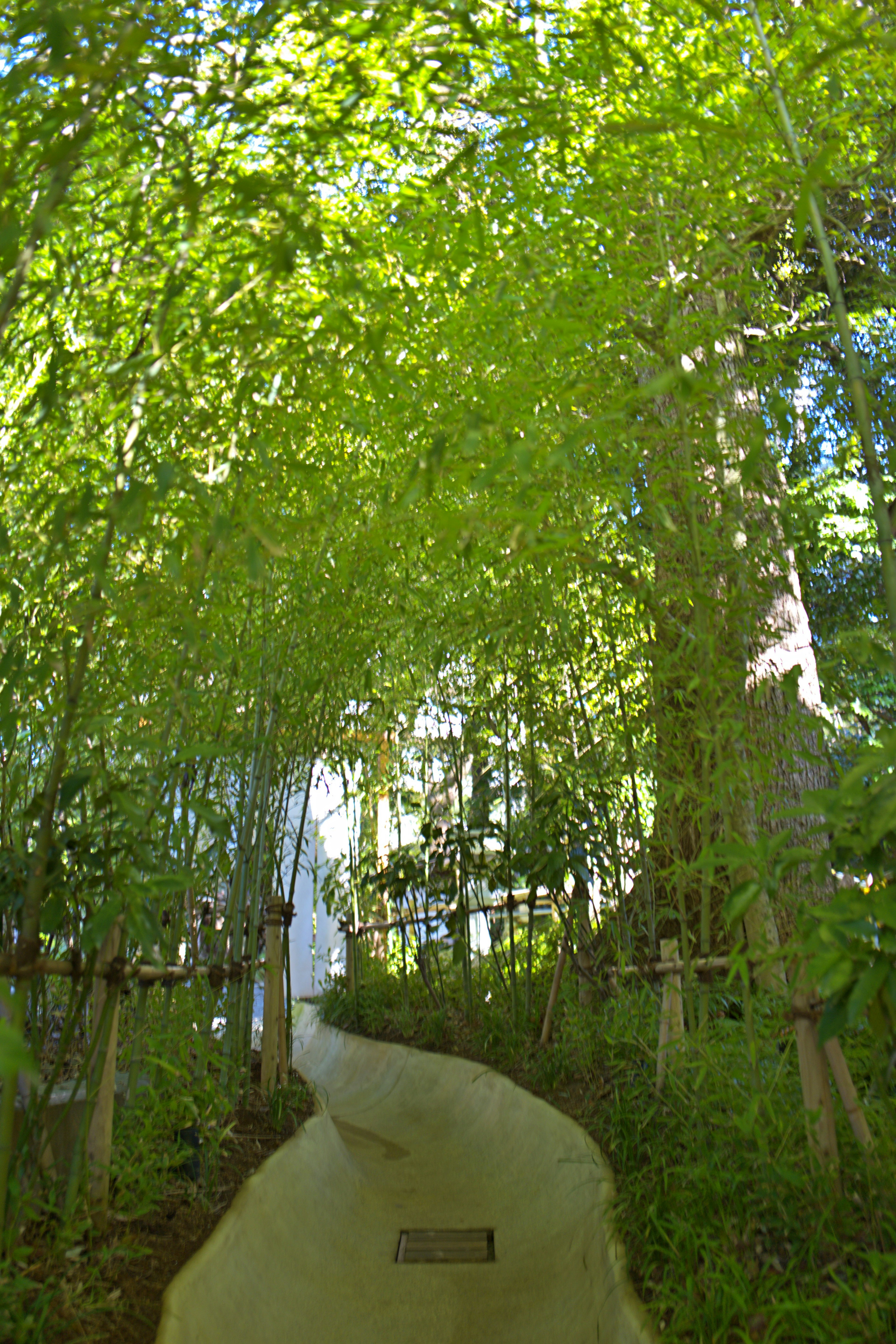 A winding path surrounded by lush green foliage