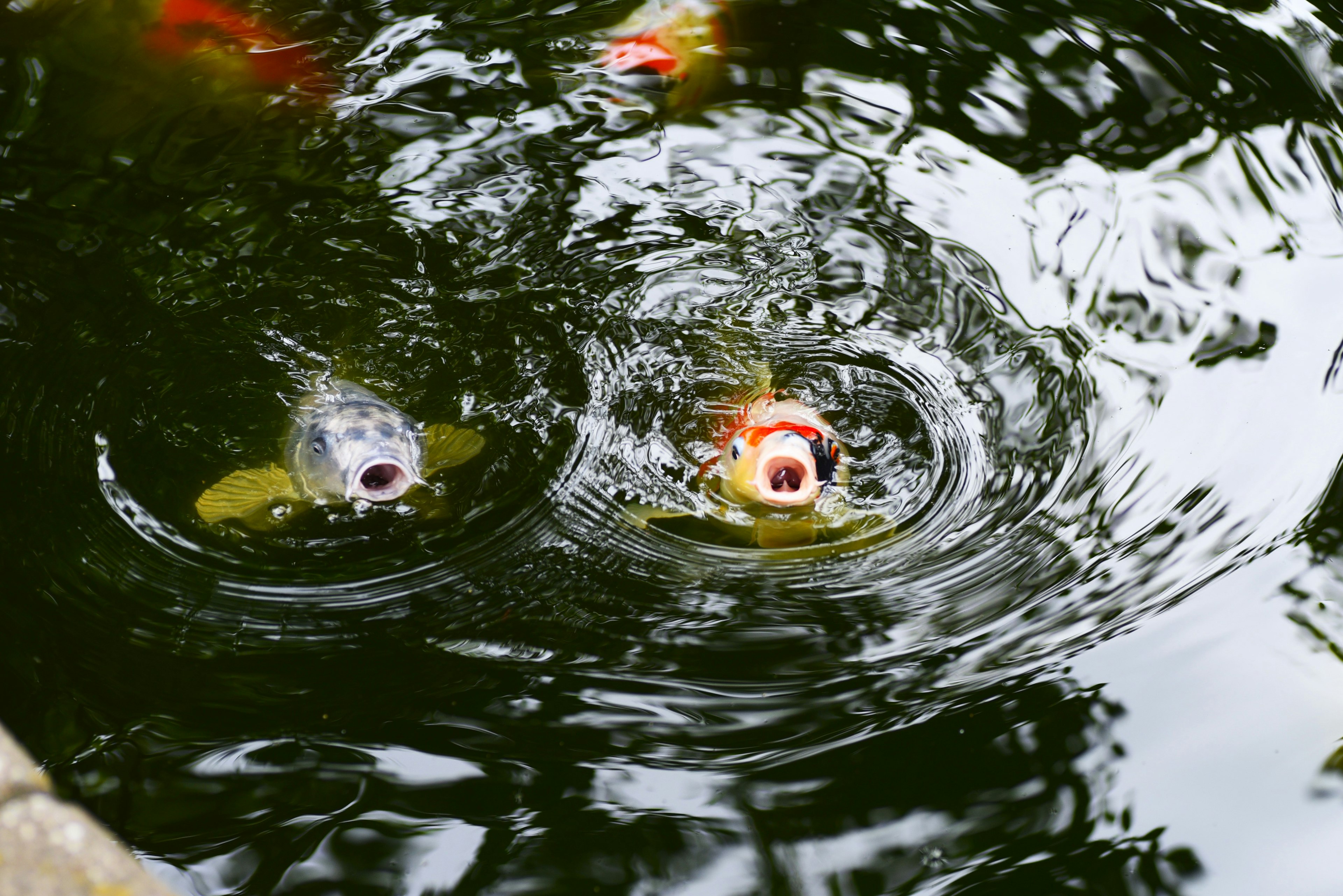 Carpe koi che nuotano in uno stagno creando increspature