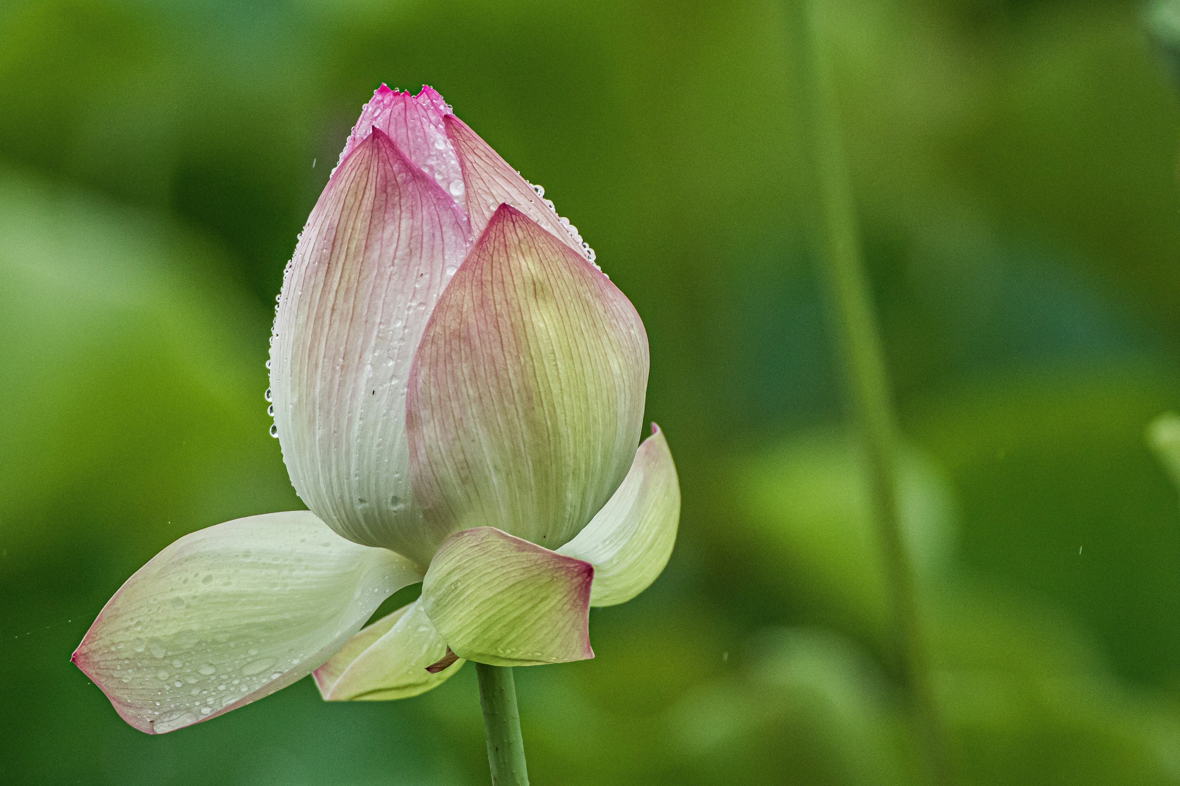 Beautiful lotus flower bud against a green background