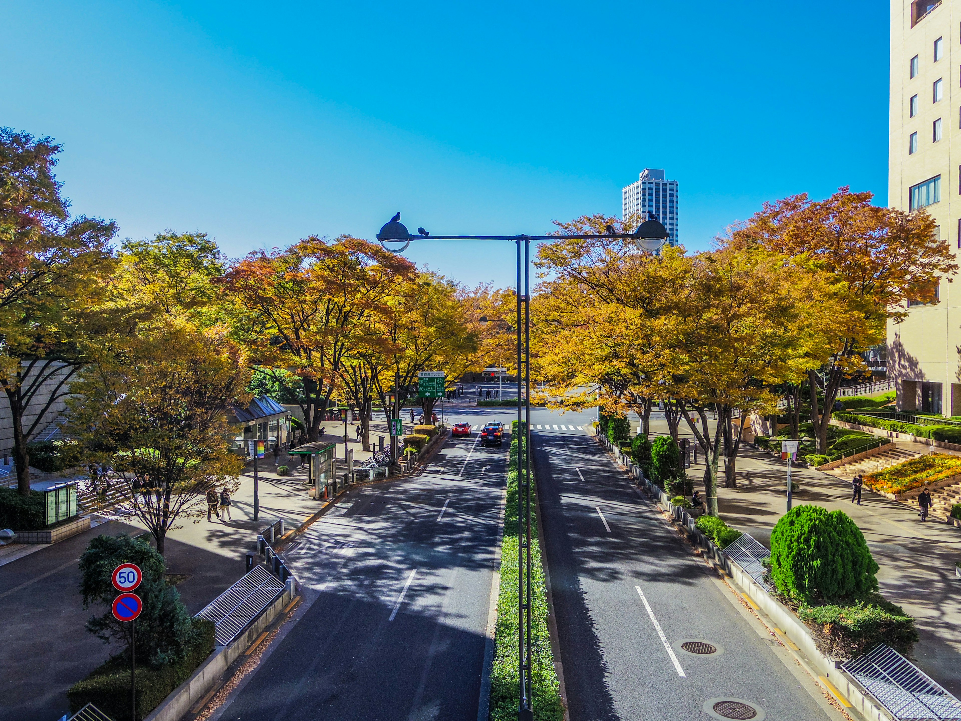 Vue de rue entourée d'arbres d'automne ciel bleu lumineux et feuilles tombées