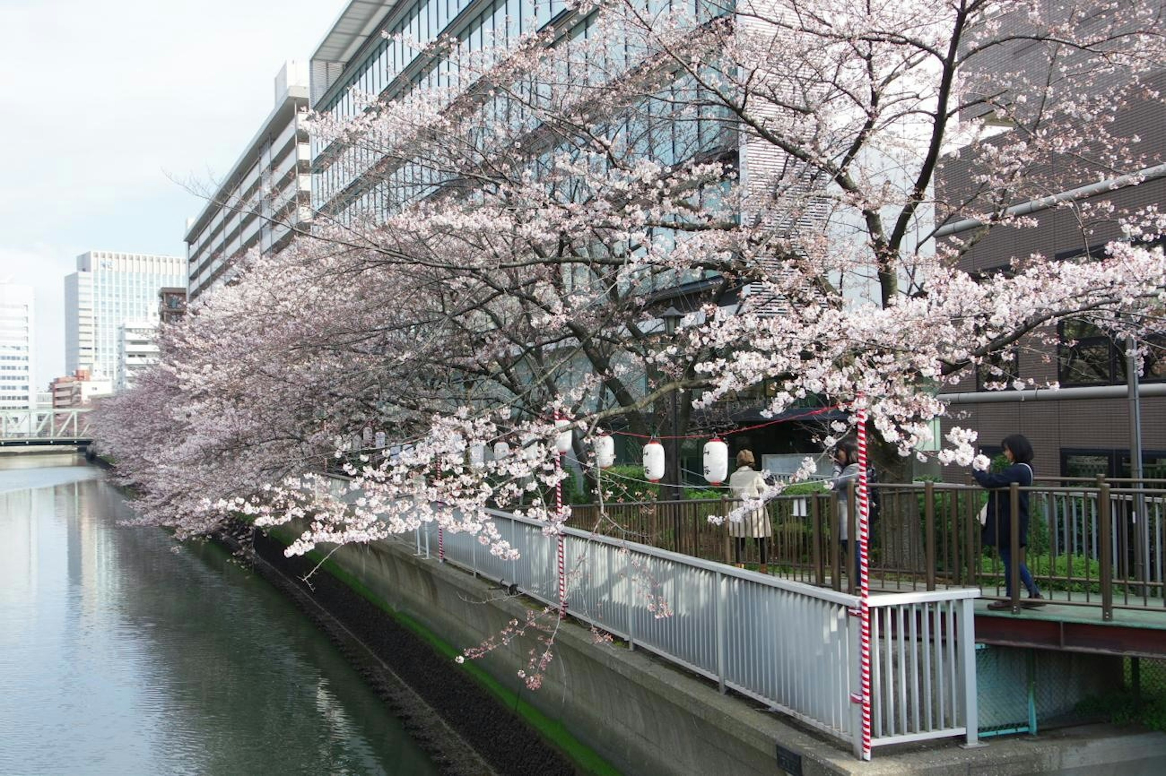 Alberi di ciliegio in fiore lungo una riva con edifici moderni sullo sfondo