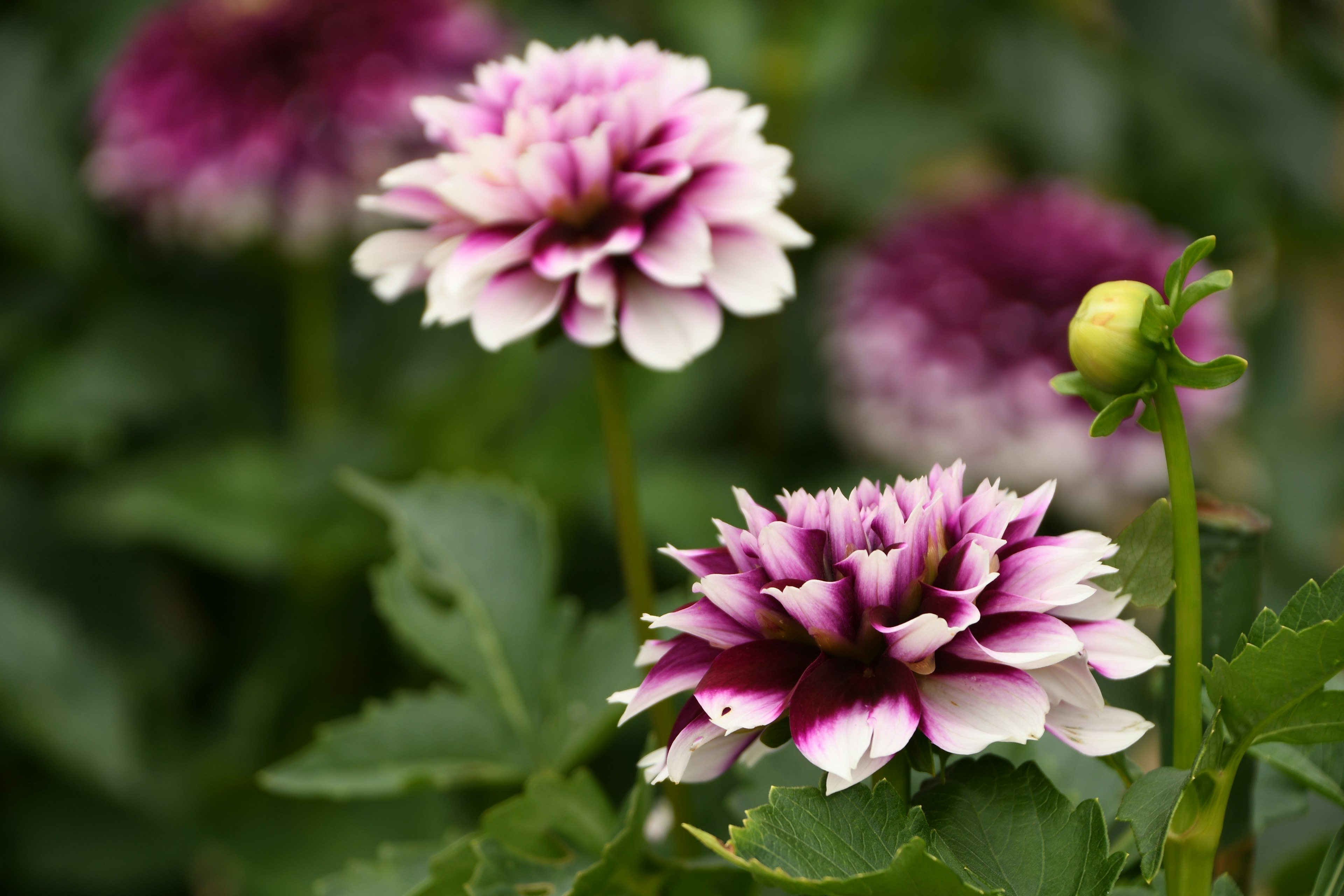 紫と白の花が咲いている庭の風景