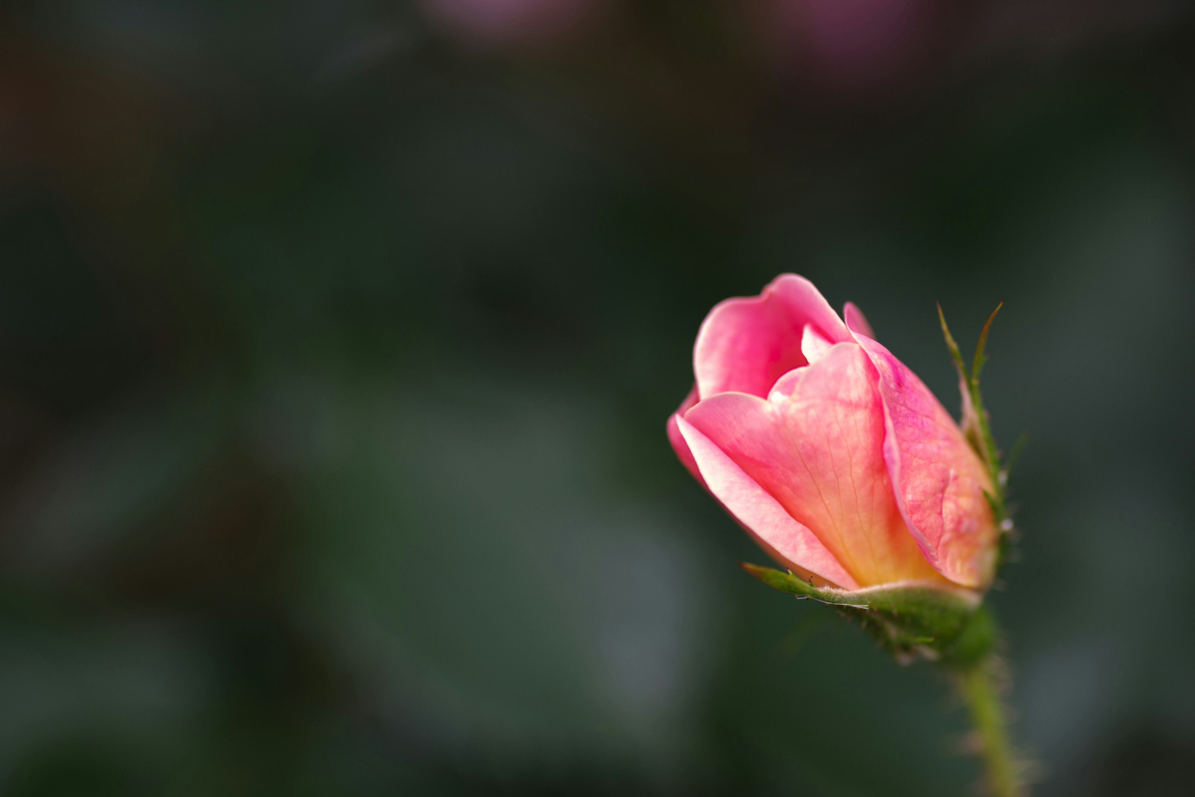 A beautiful pink rosebud stands out against a green background