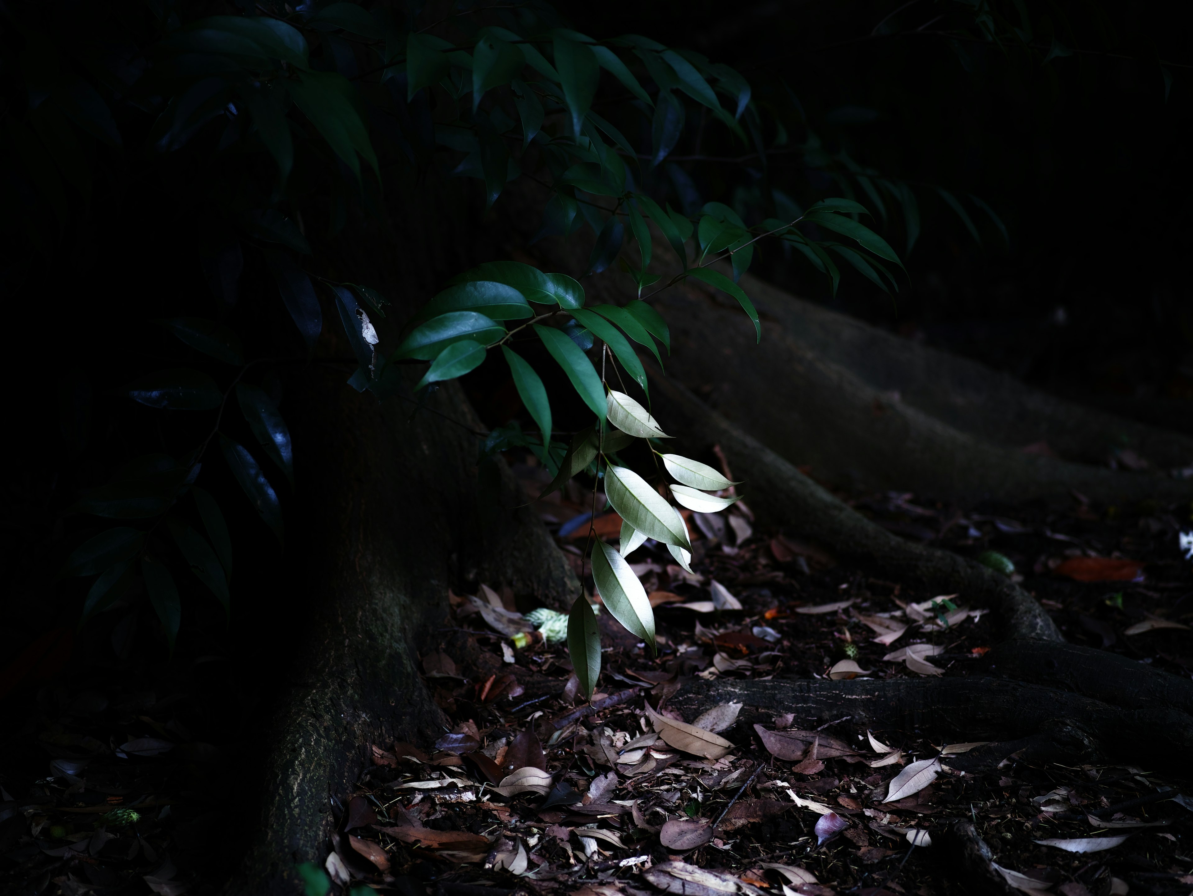 Fiori bianchi che sbocciano in una foresta buia