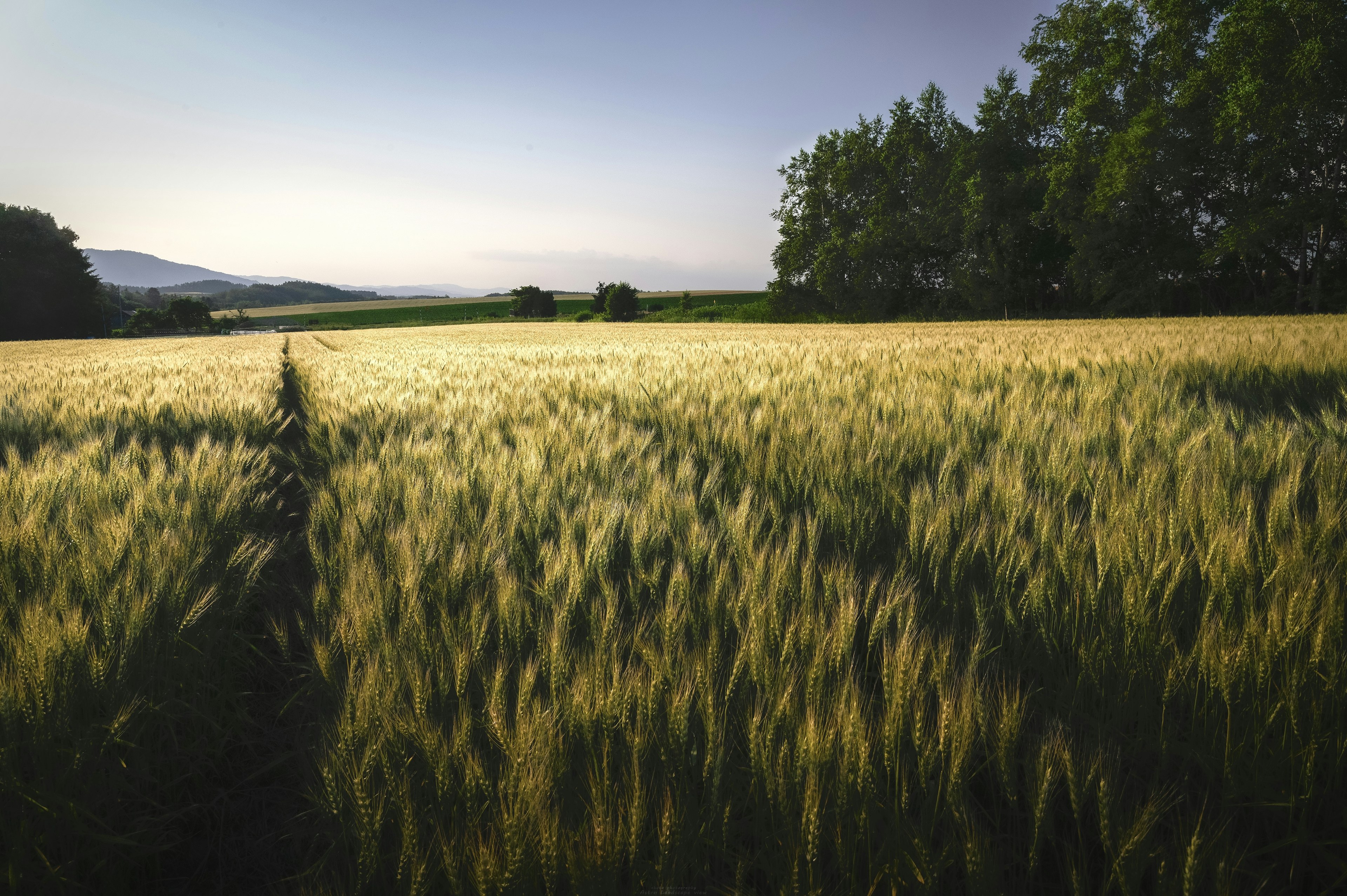 Champ de blé s'étendant sous un ciel bleu clair