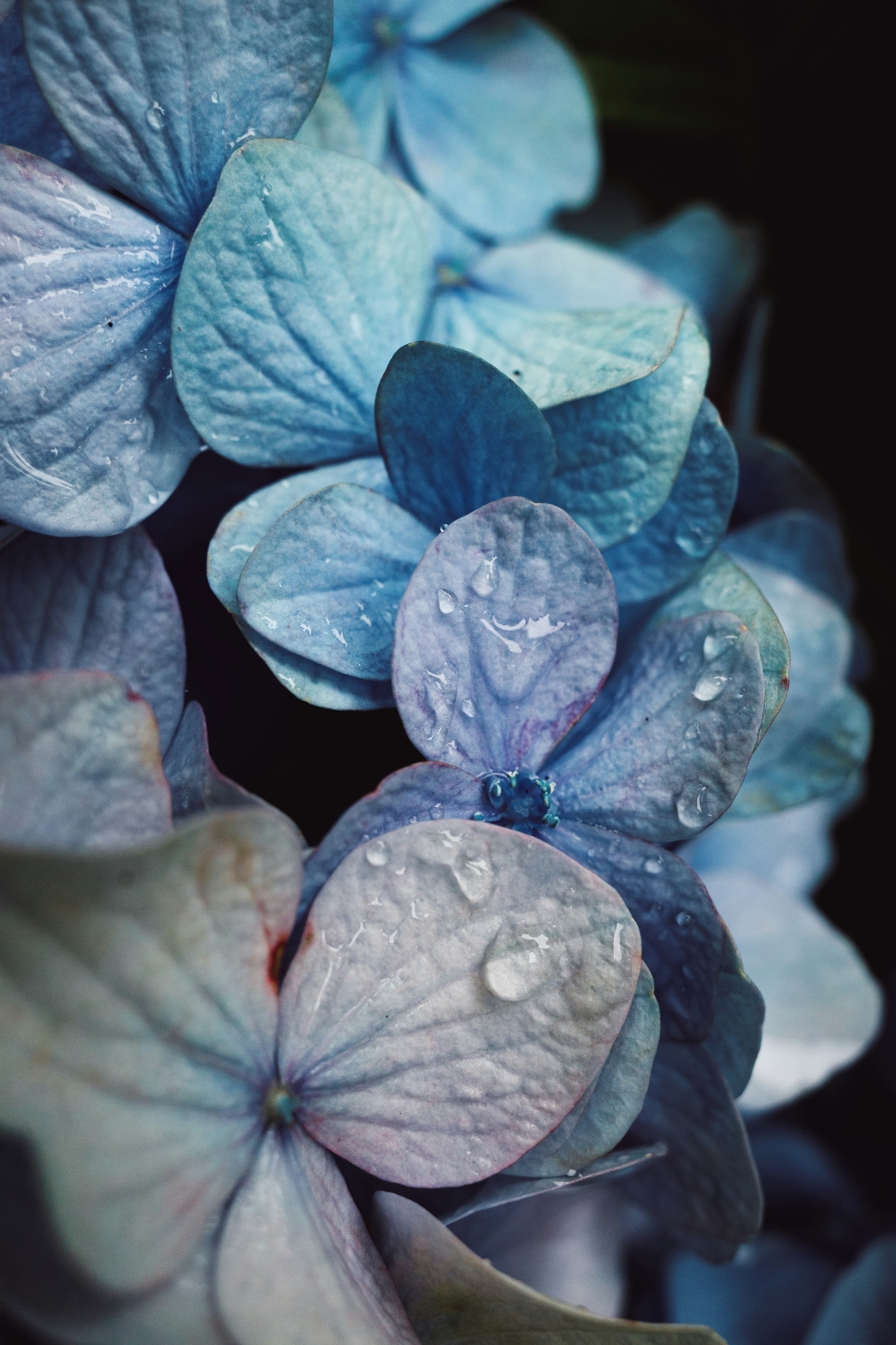 Close-up kelopak hydrangea biru dengan tetesan air