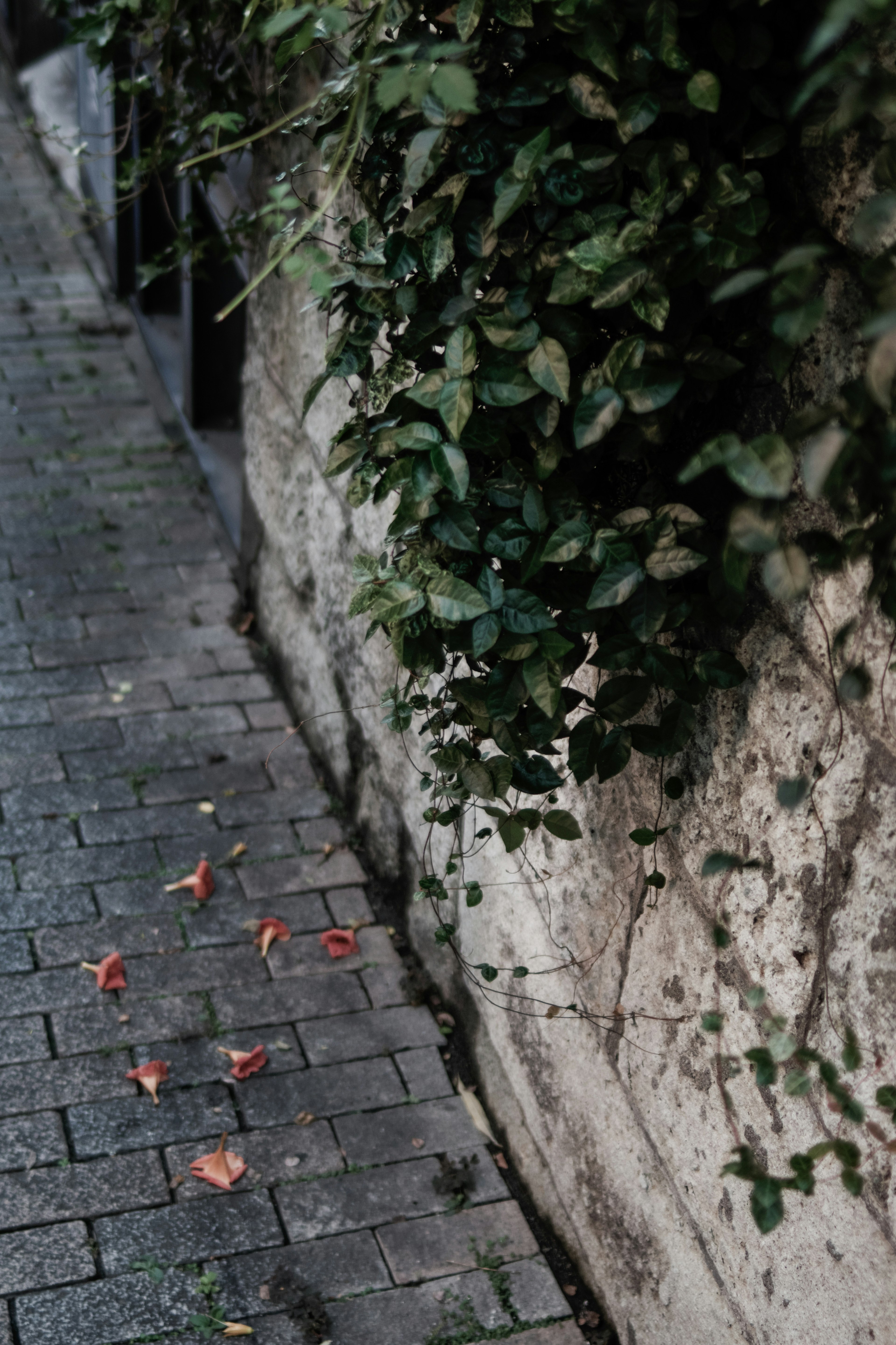 Un chemin en pierre avec des pétales rouges éparpillés à côté d'un mur couvert de feuilles vertes