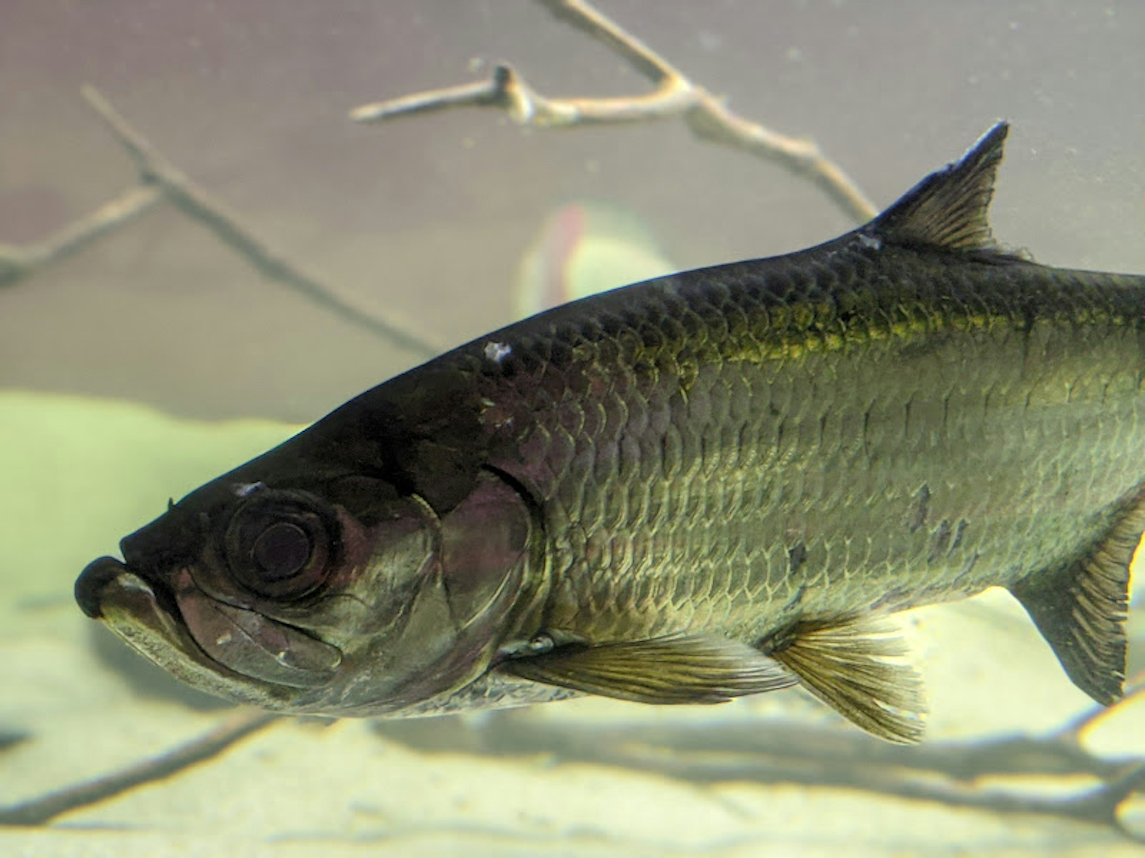 Side view of a fish swimming in water with a greenish hue and shiny scales