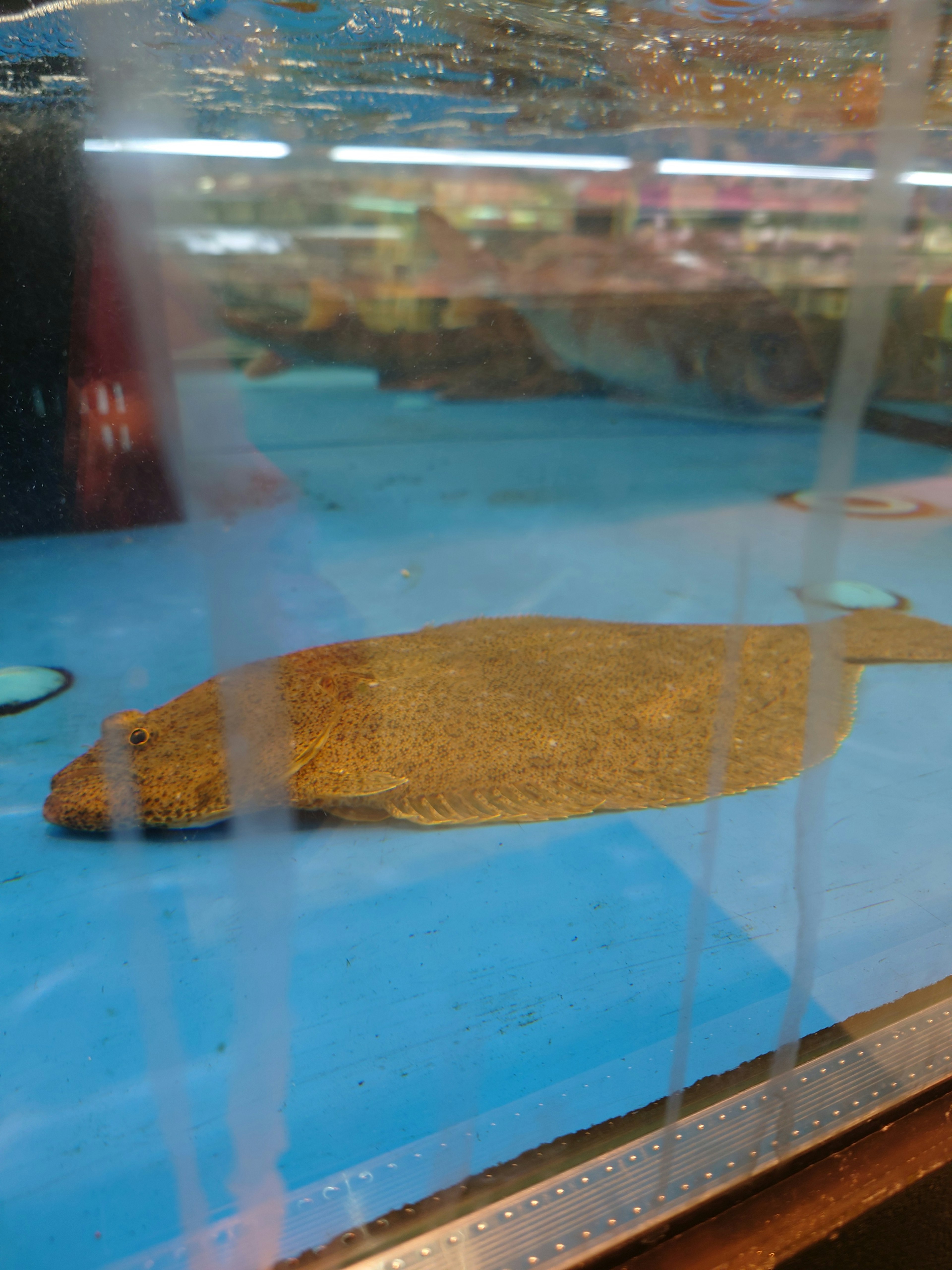 Flatfish in an aquarium with a blue background and sandy patterns