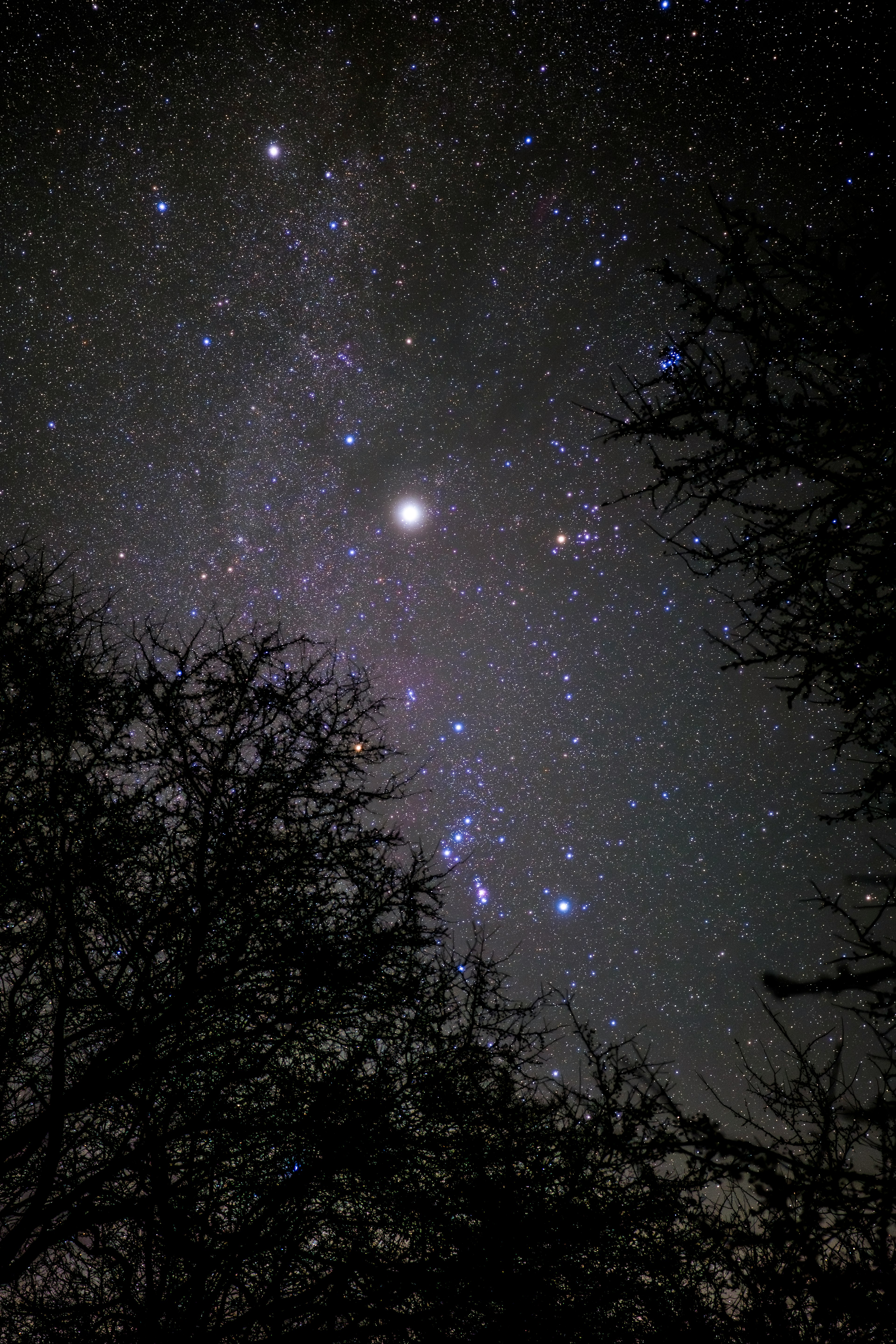 Foto di un cielo stellato con alberi in silhouette