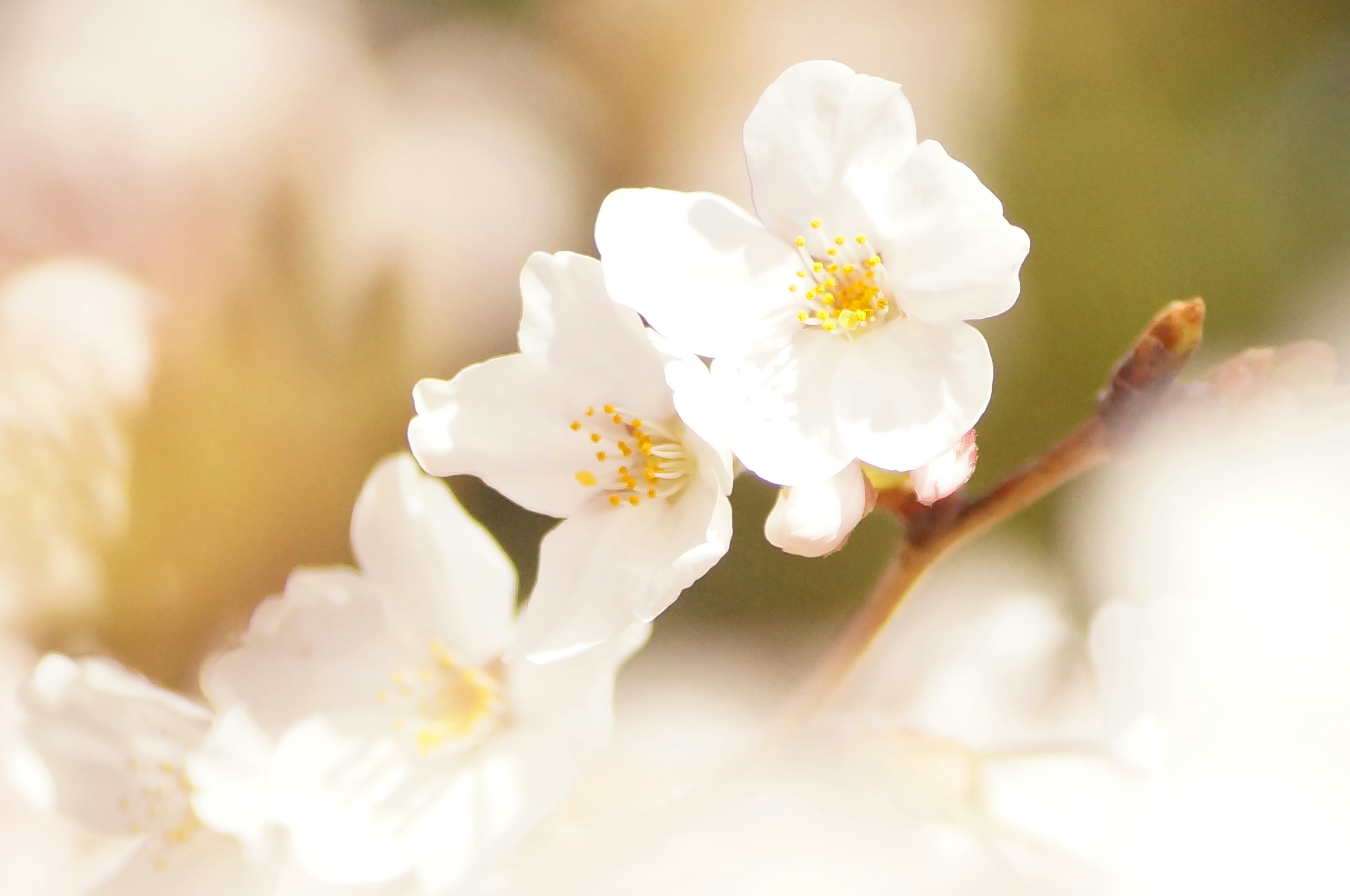 Zarte weiße Kirschblüten, die sanft blühen