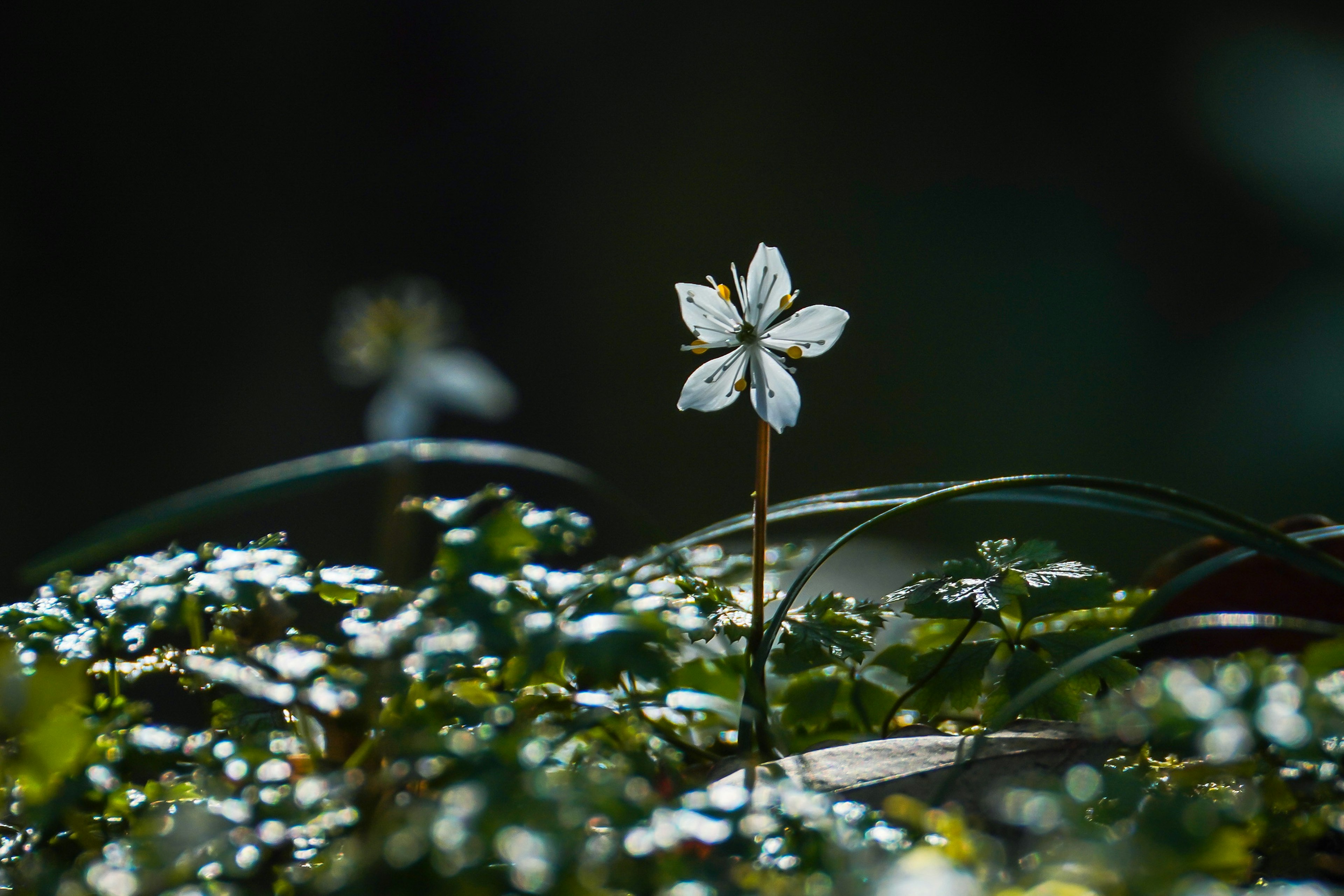 白い花が薄暗い背景で際立っている写真