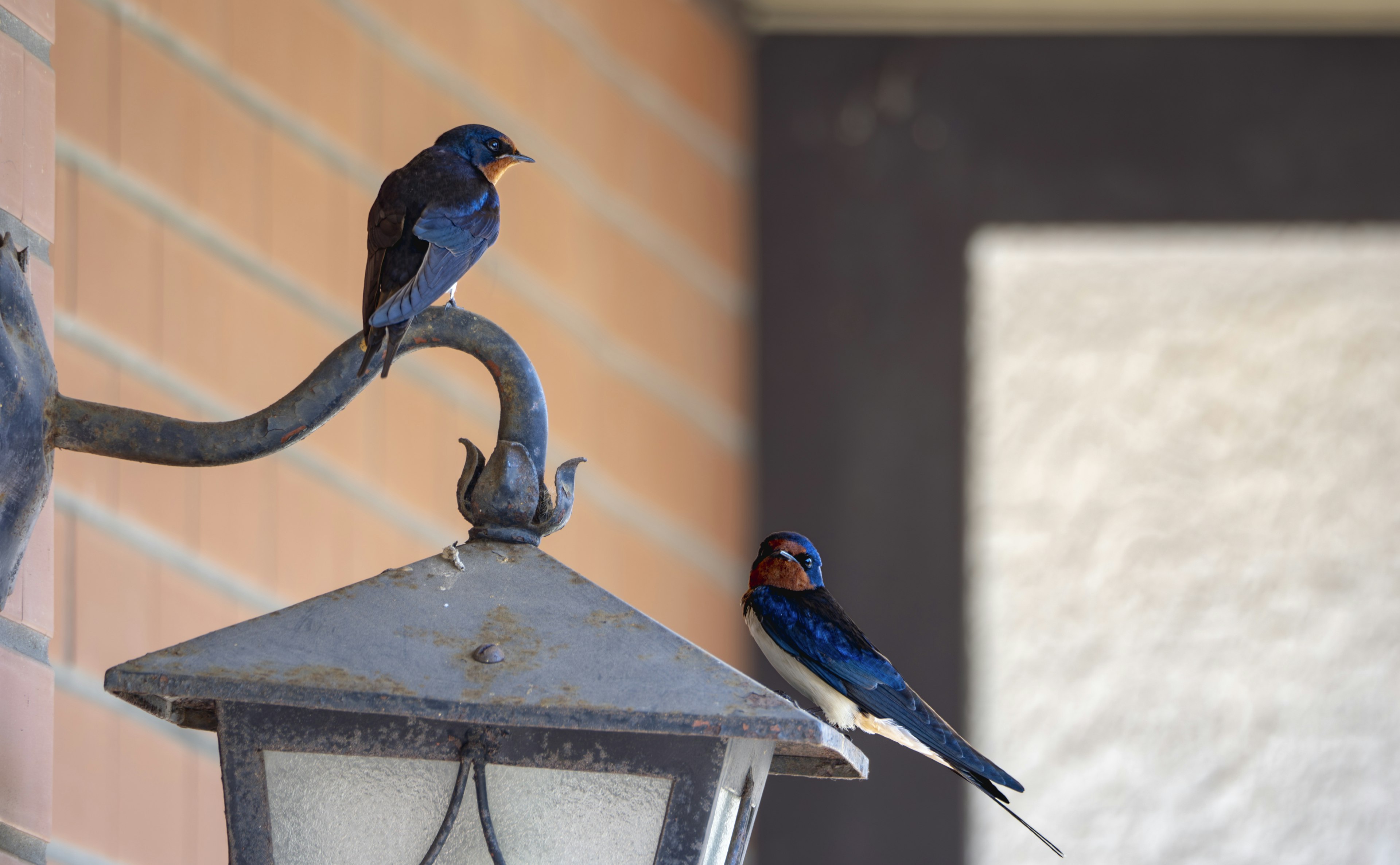 Deux hirondelles posées sur une lampe