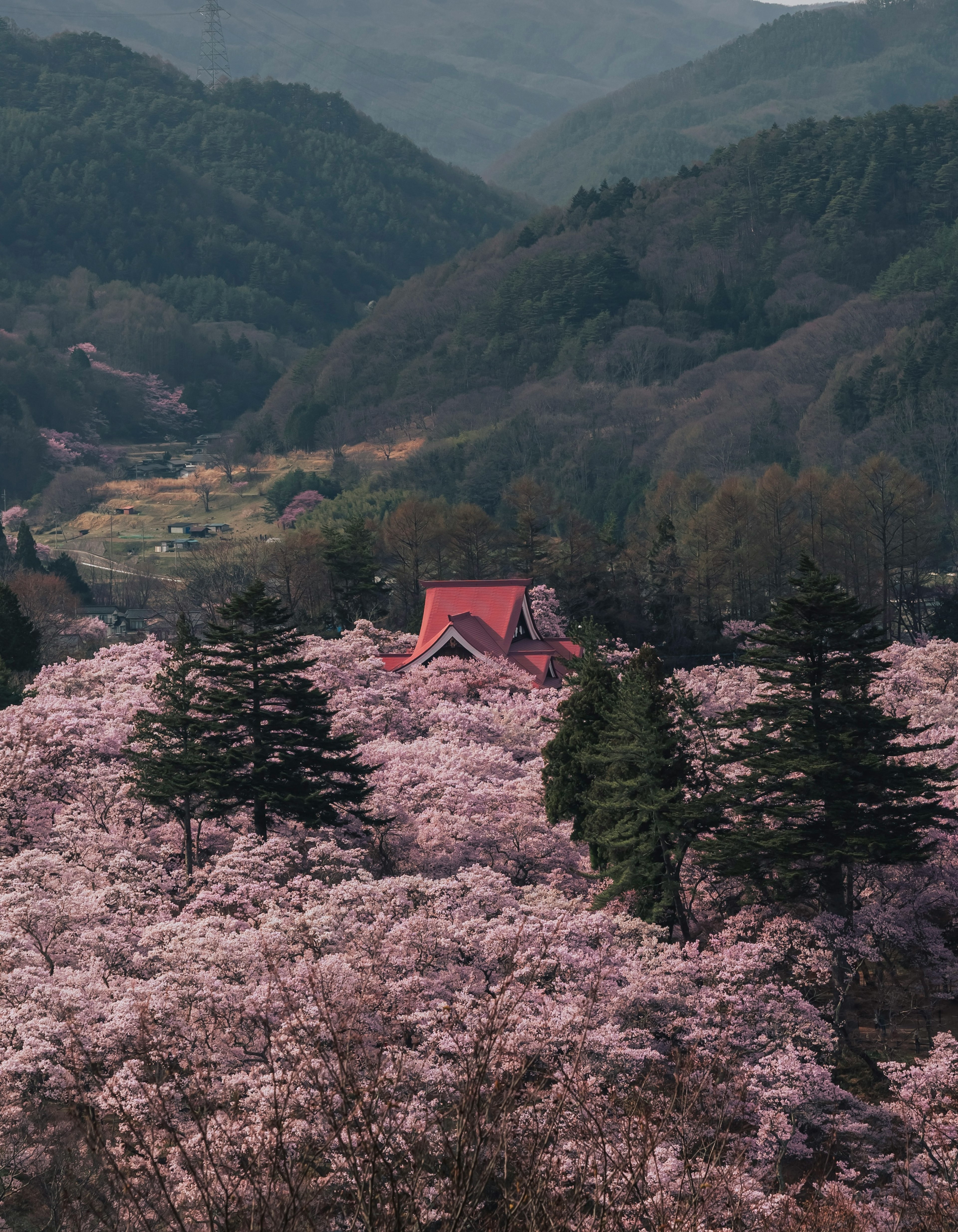 桜の木に囲まれた赤い屋根の家と山々の風景