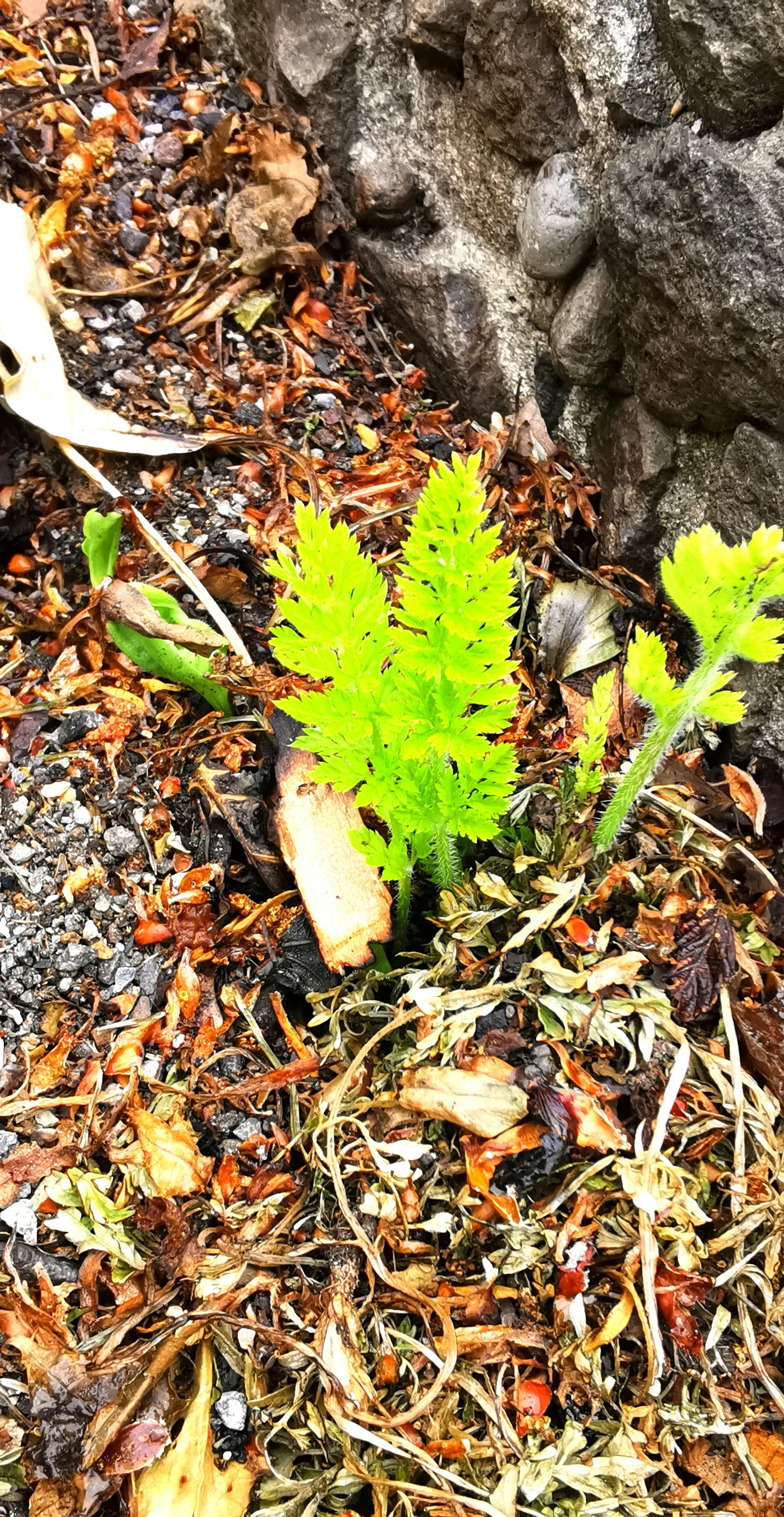 綠色蕨類植物芽在岩石之間冒出