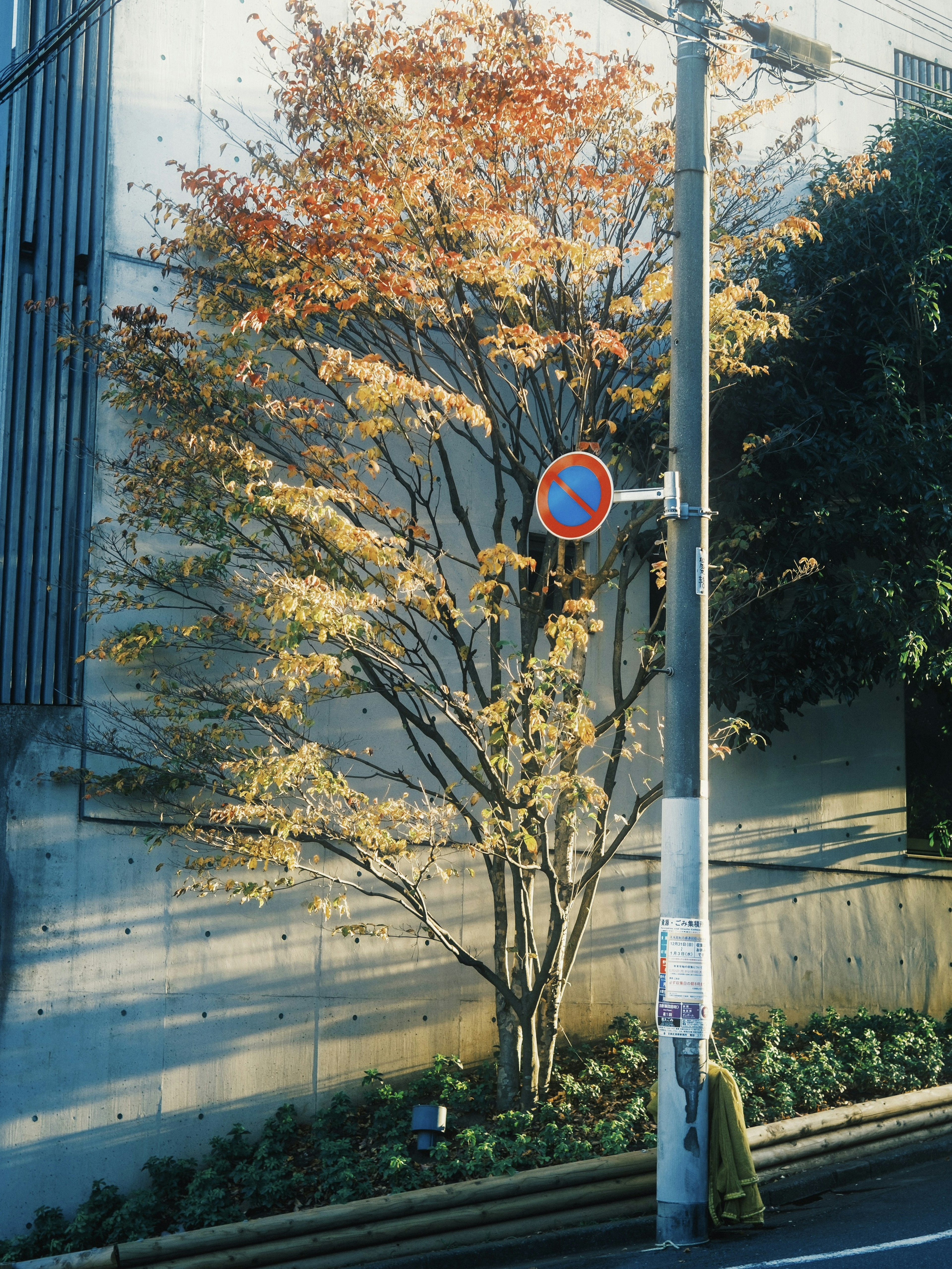 Urban scene featuring a tree with autumn leaves and a red traffic sign