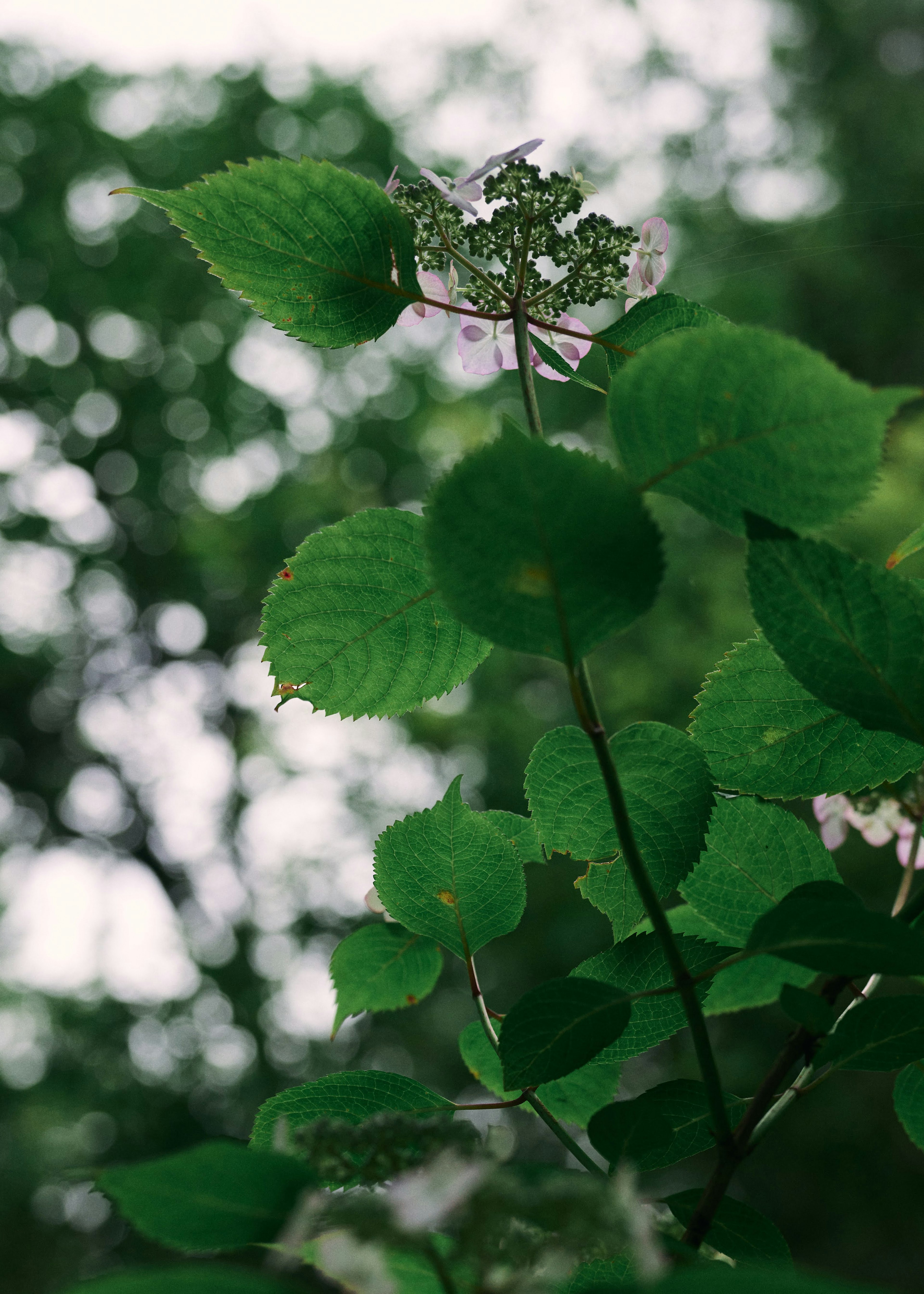 緑の葉が茂る植物のクローズアップ背景にはぼやけた緑の景色