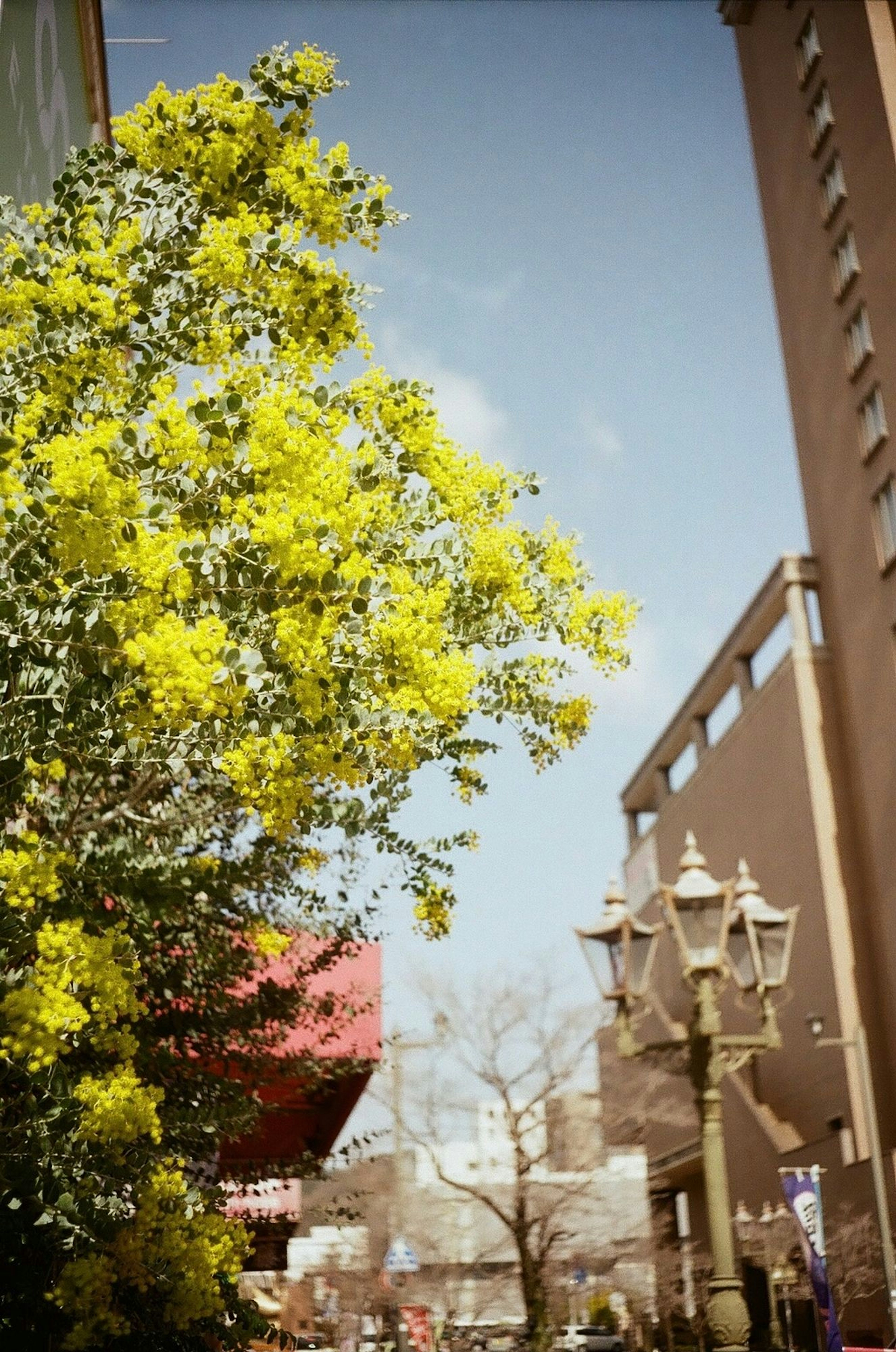 Street view featuring a tree with yellow flowers and a street lamp