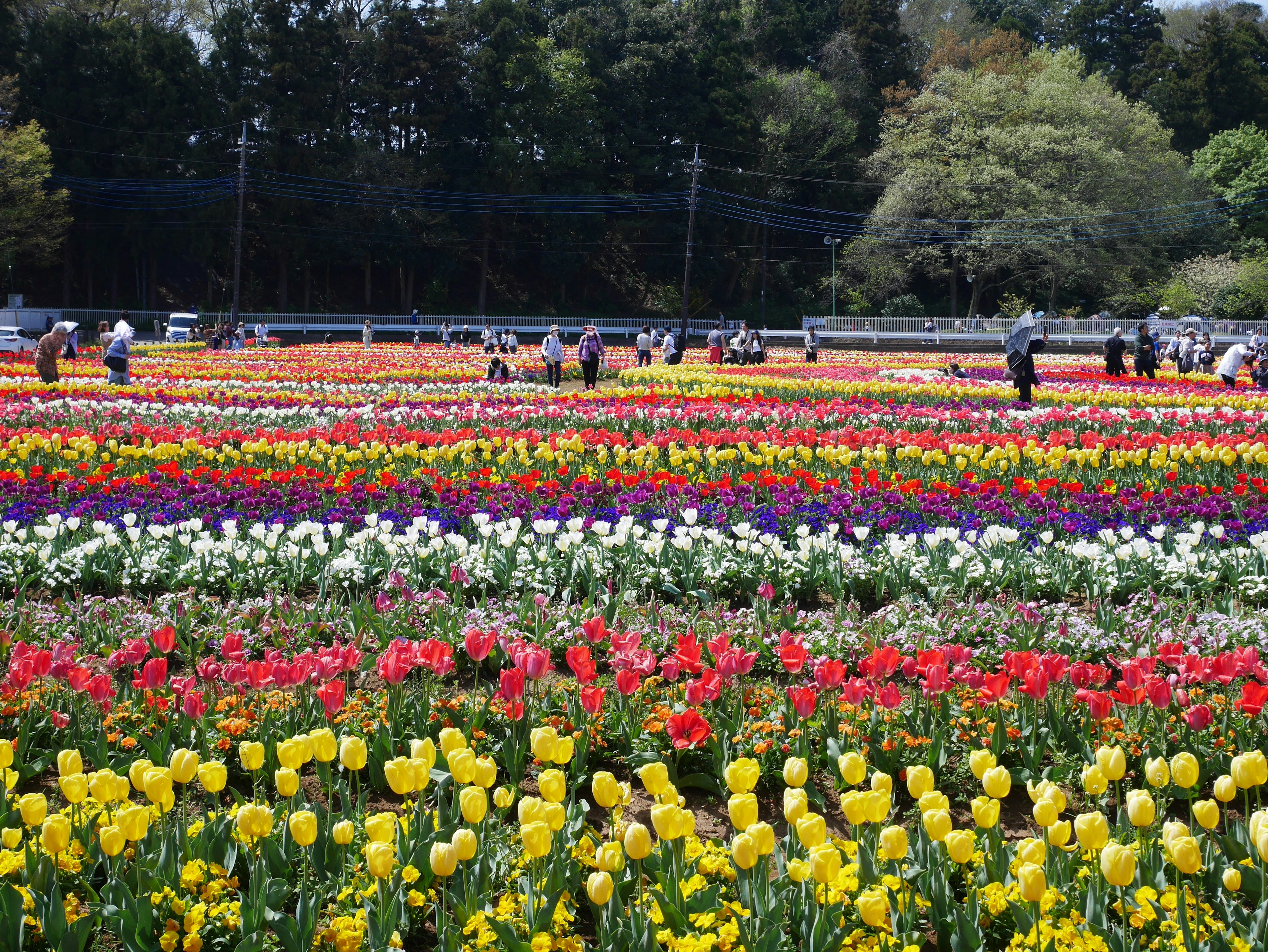 Ladang tulip yang cerah dengan orang-orang yang berjalan di antara bunga-bunga berwarna