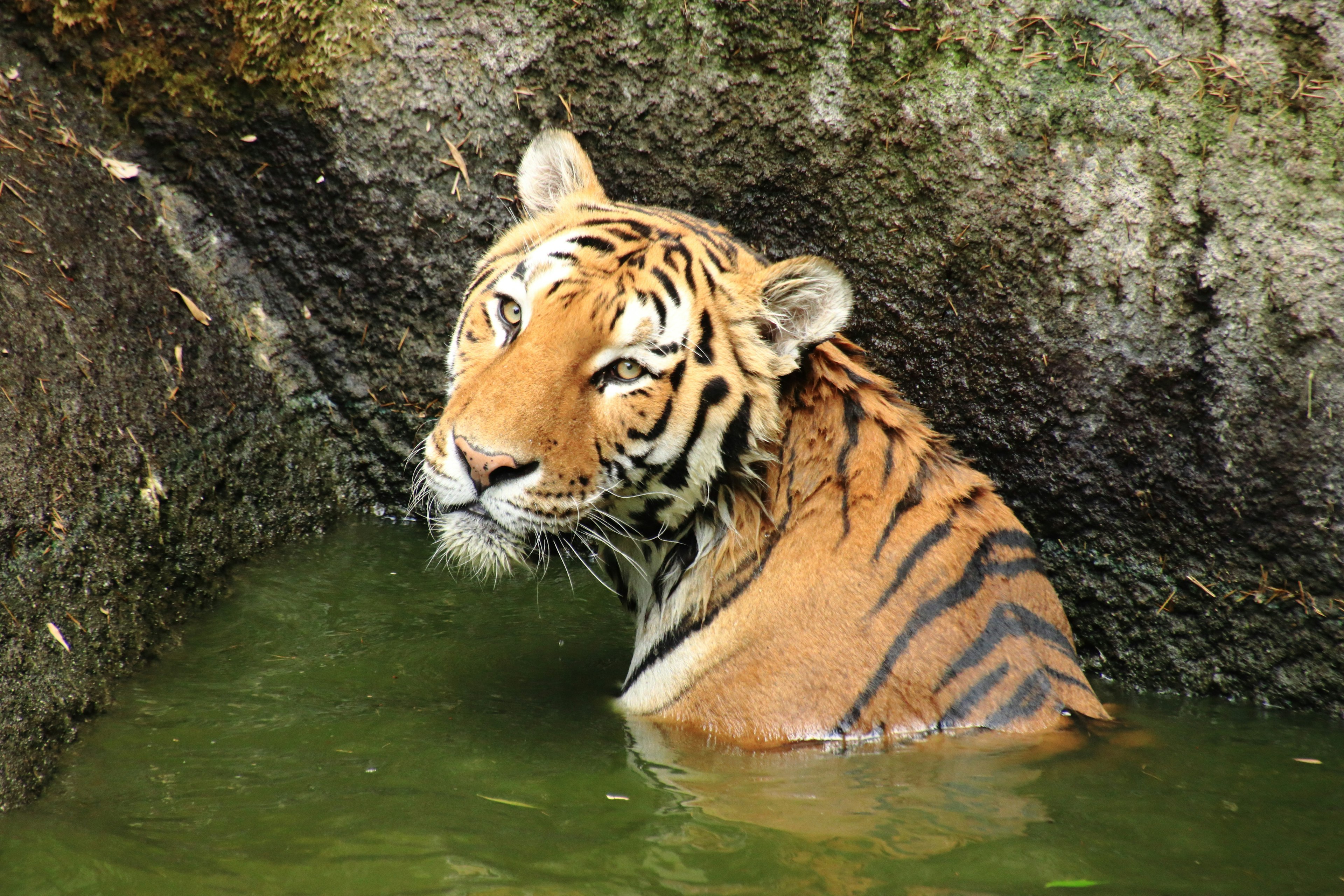 Harimau sebagian terendam di air dengan garis-garis mencolok