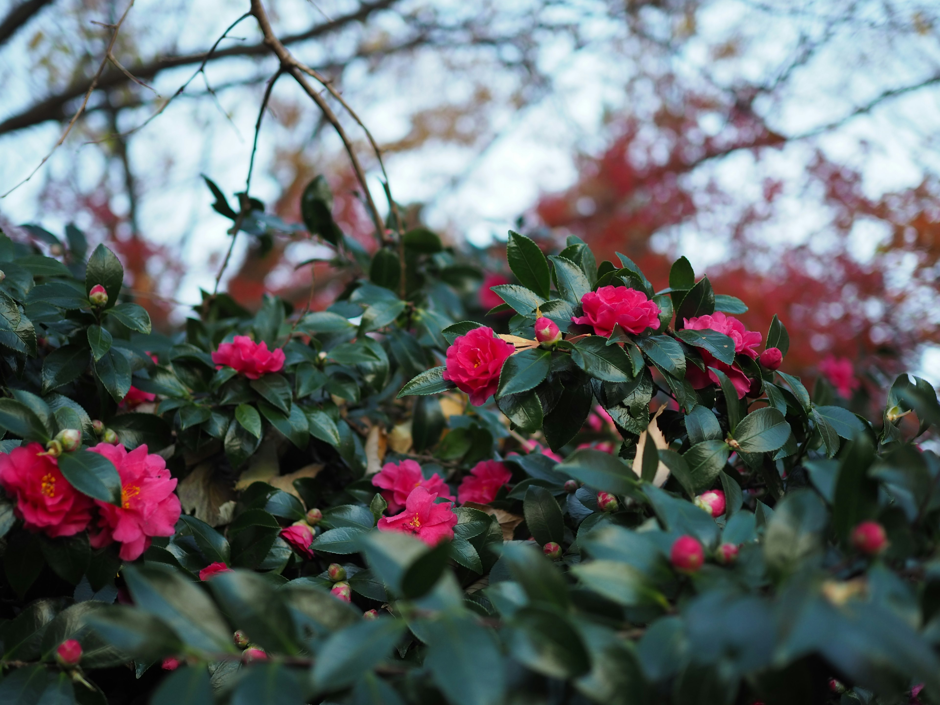 Nahaufnahme einer grünen Pflanze mit blühenden roten Blumen