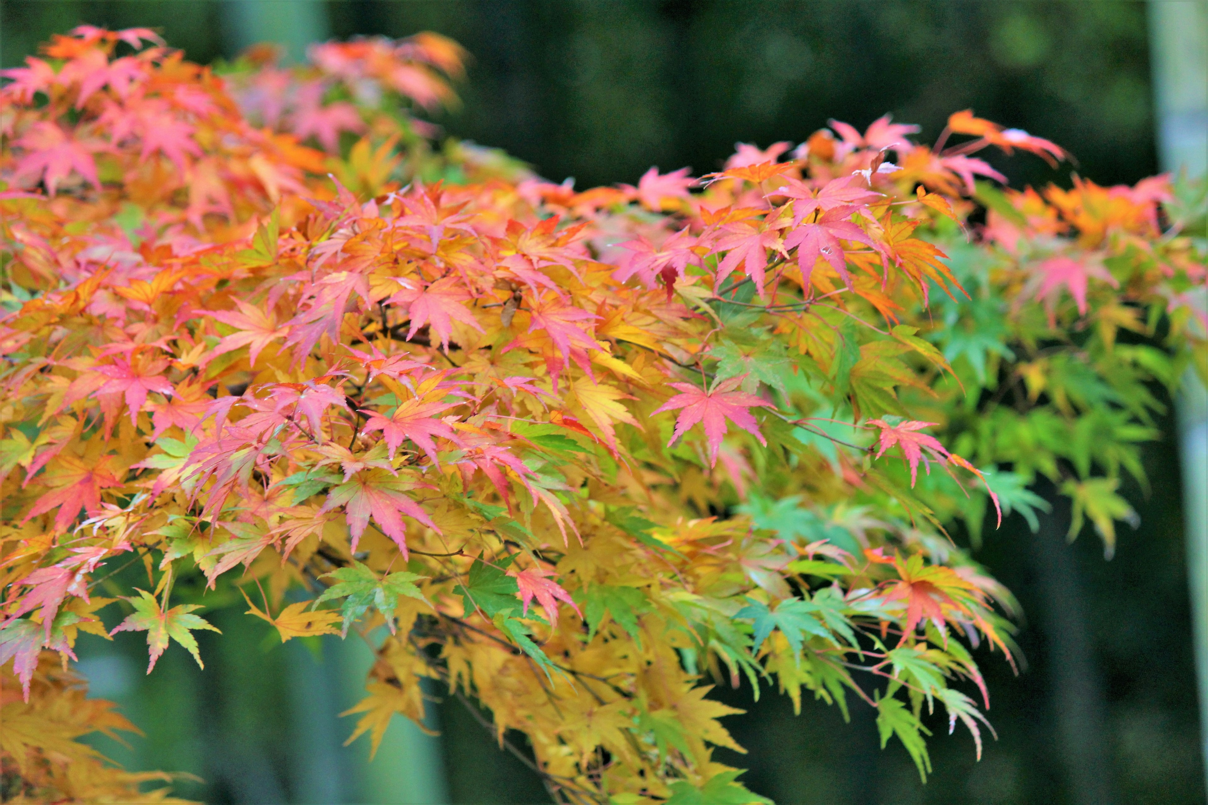 Foglie di acero colorate che mostrano tonalità vivaci di rosso e arancione