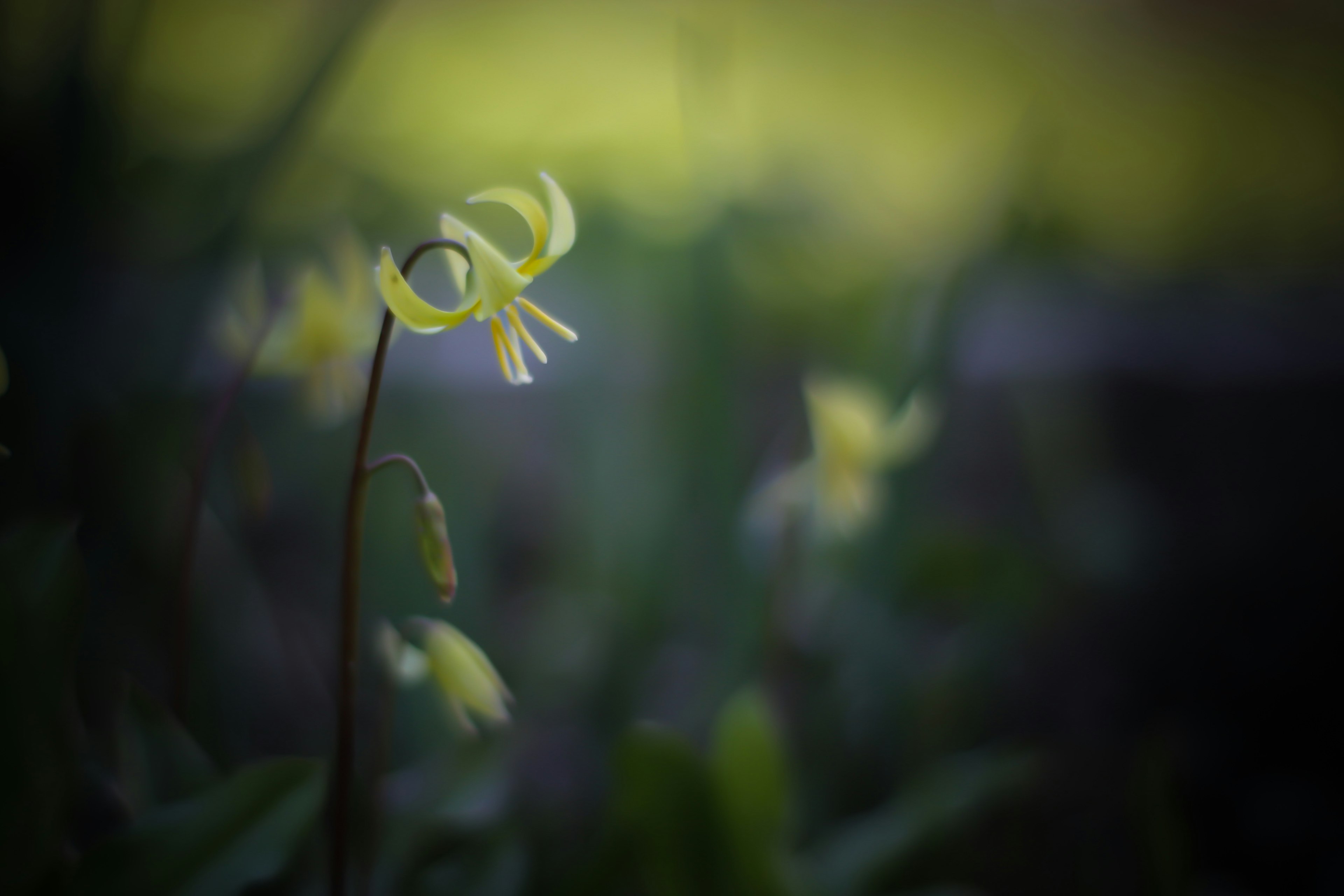 Primo piano di un piccolo fiore giallo che fiorisce su uno sfondo scuro