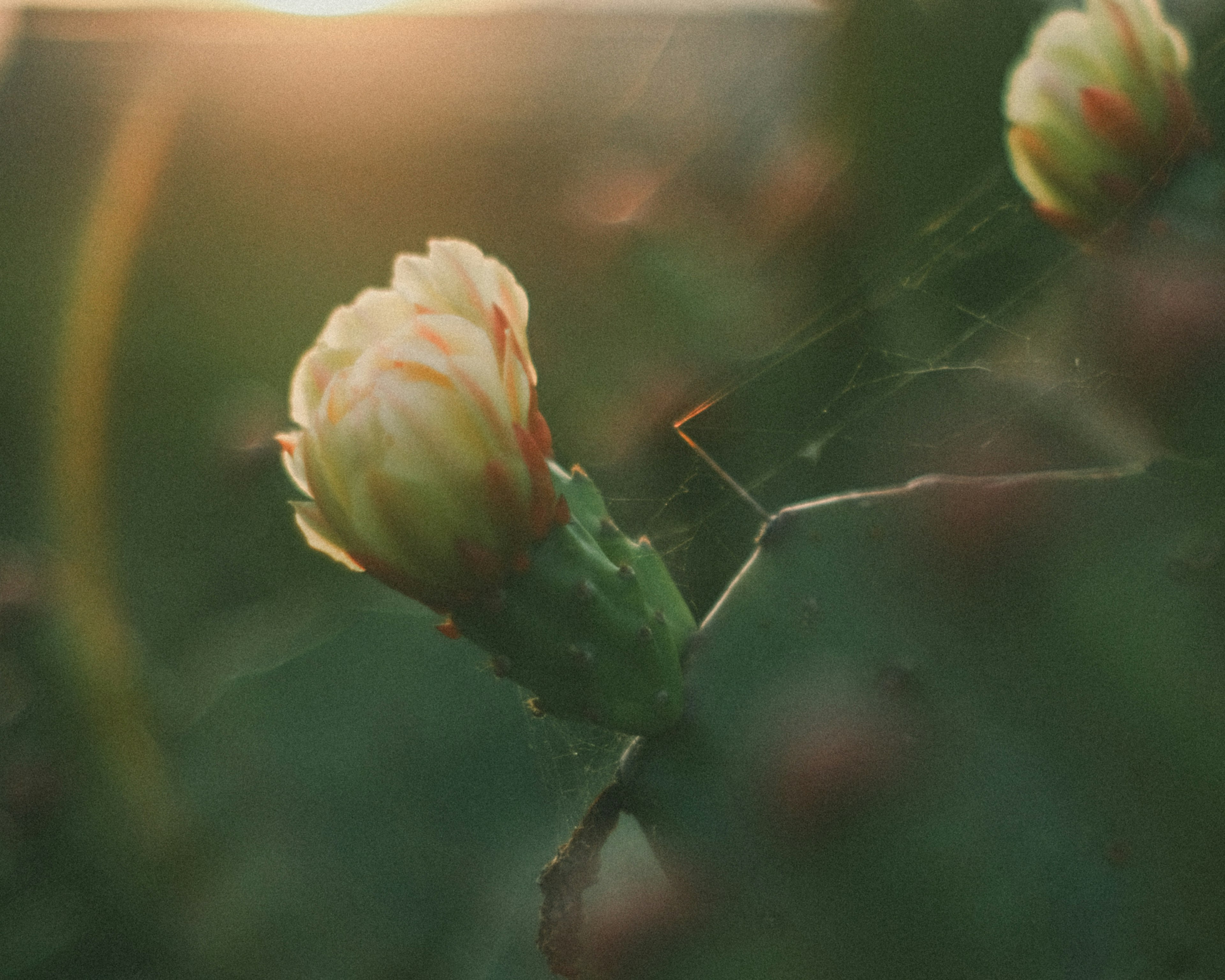 Cactus flower bud with soft colors set against a sunset background