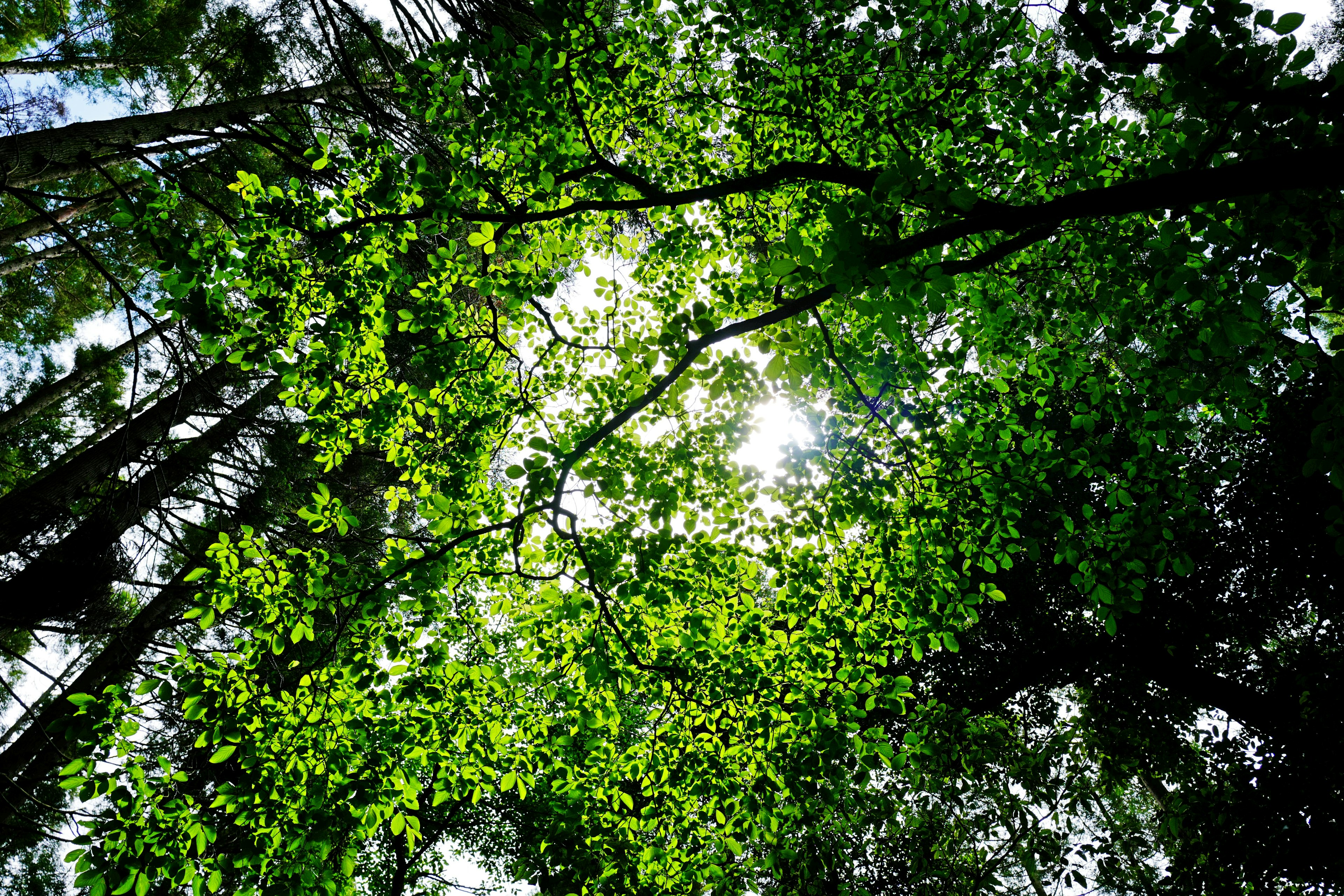 Vista di foglie verdi e luce solare tra gli alberi in una foresta