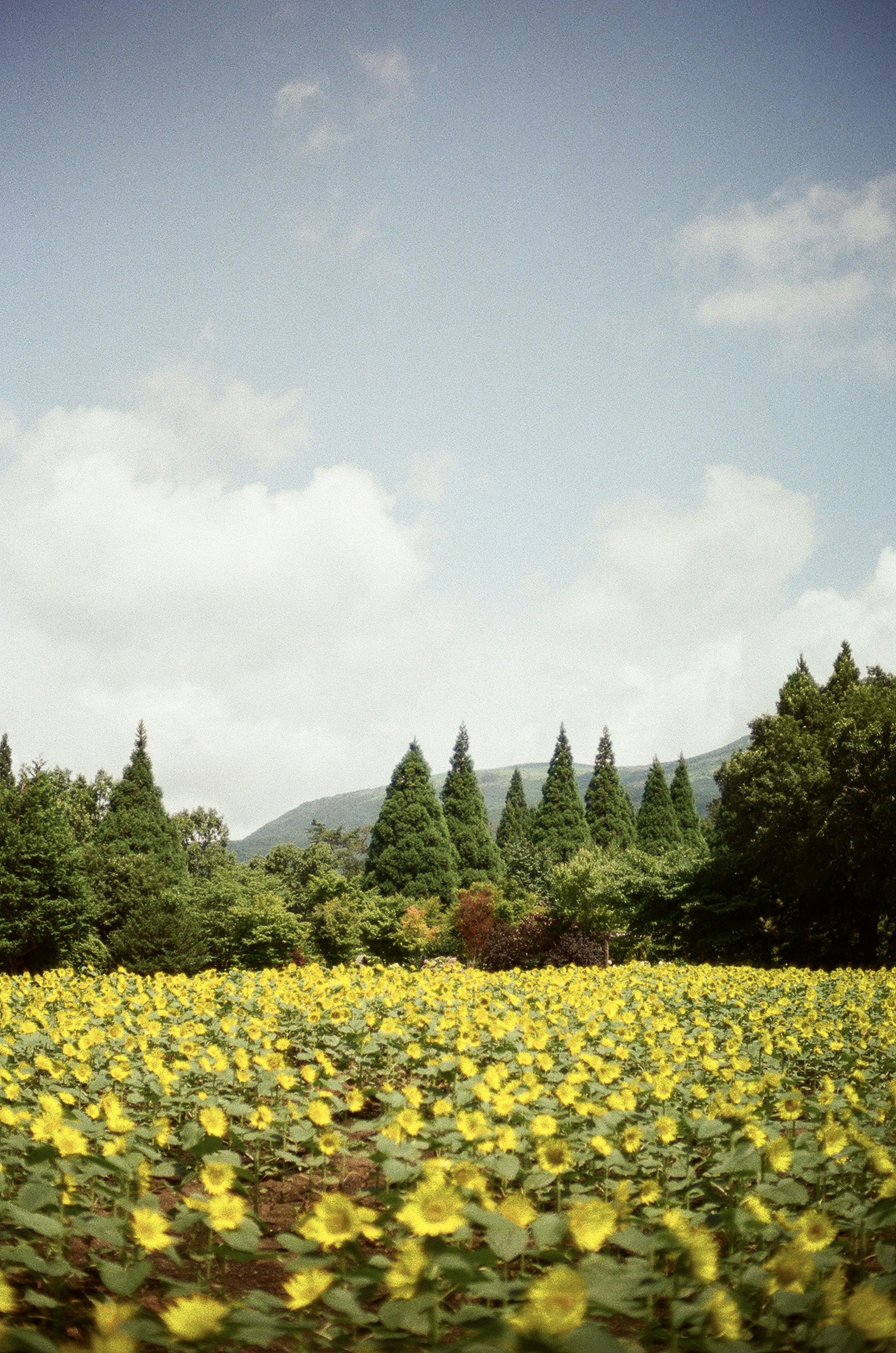 ทุ่งดอกทานตะวันใต้ท้องฟ้าสีฟ้าพร้อมต้นไม้เขียวขจีในพื้นหลัง