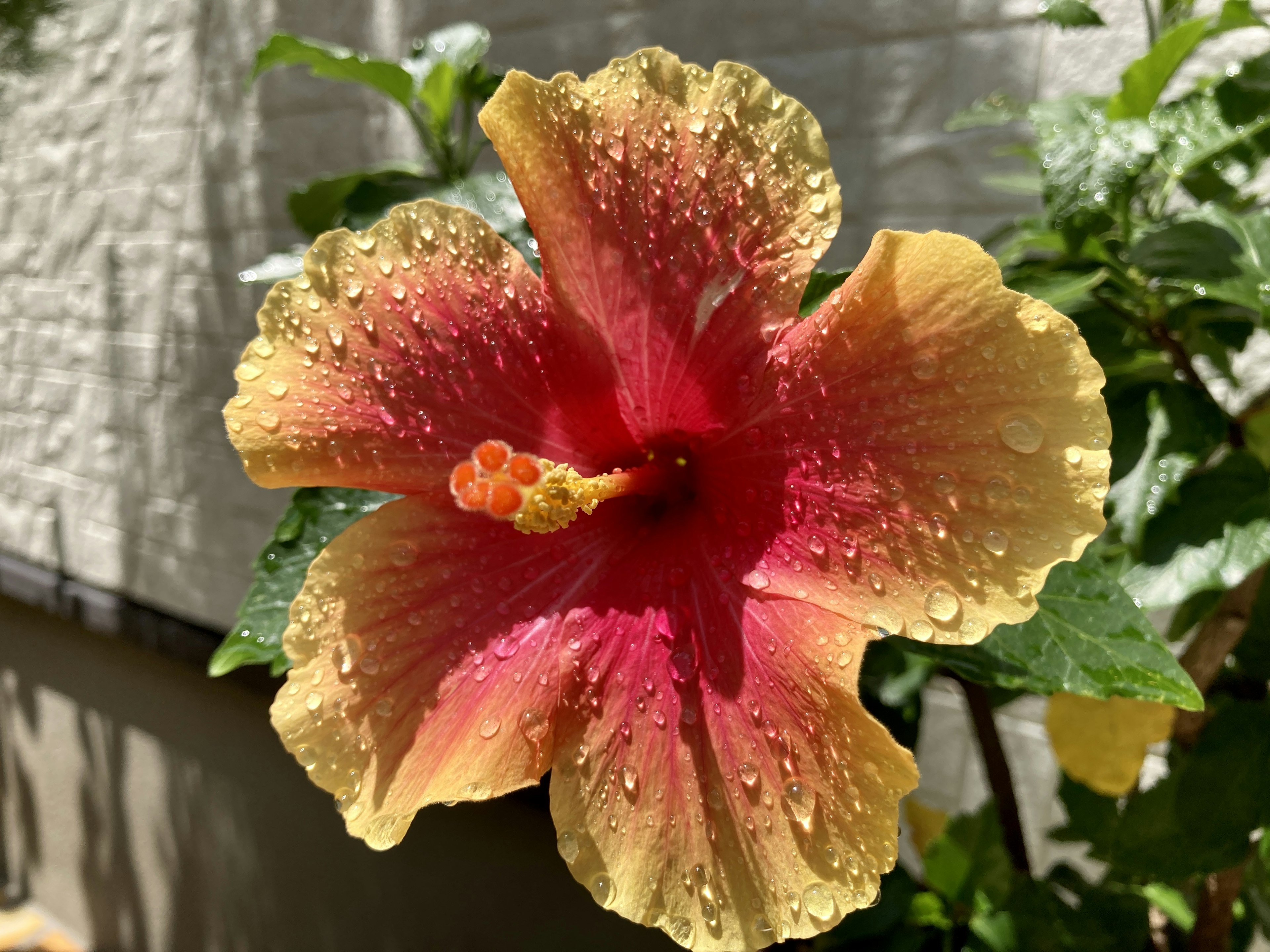 Beautiful hibiscus flower with water droplets featuring a gradient of yellow and red