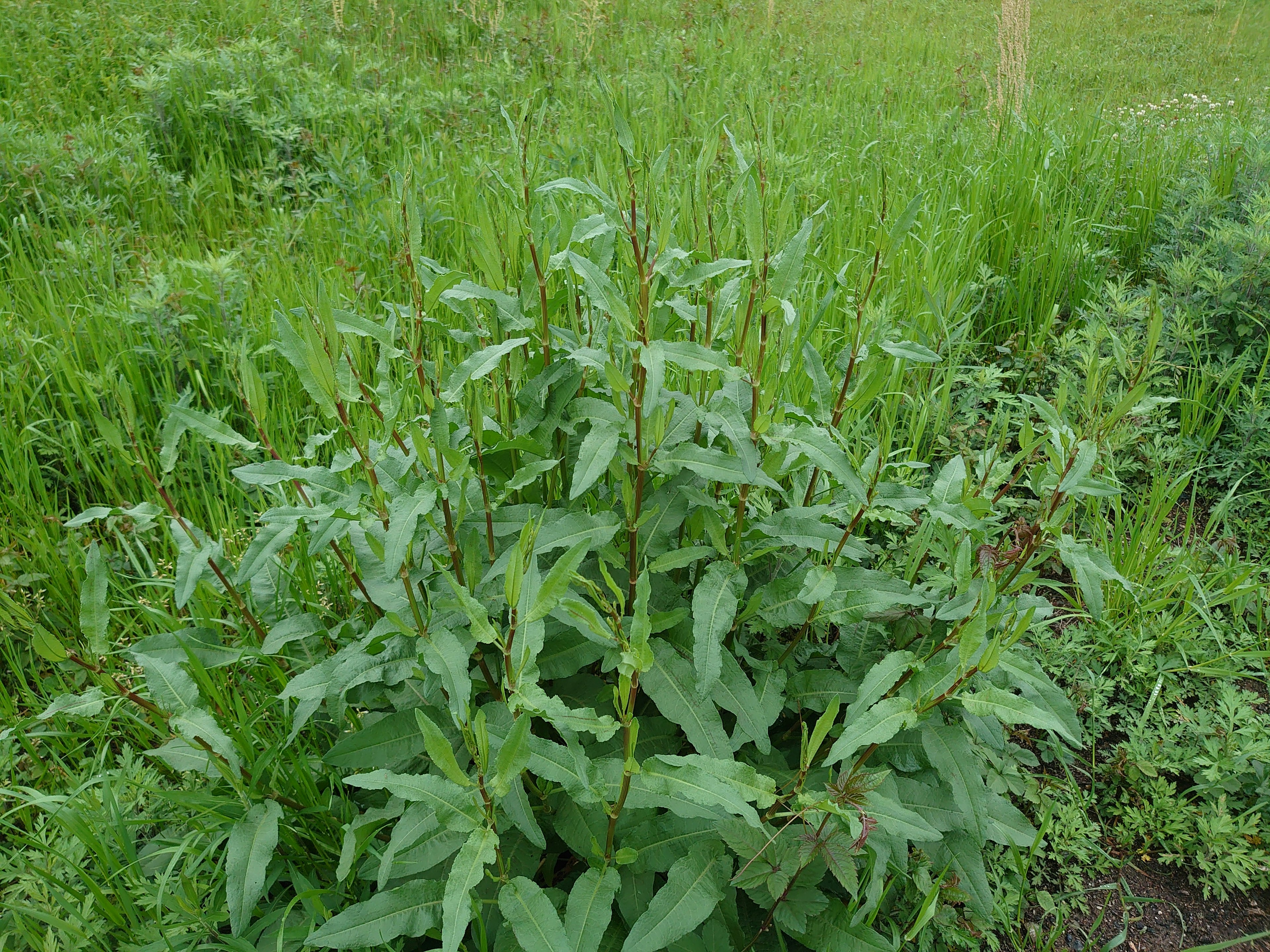 Nahaufnahme einer hohen grünen Pflanze in einem üppigen Grasfeld