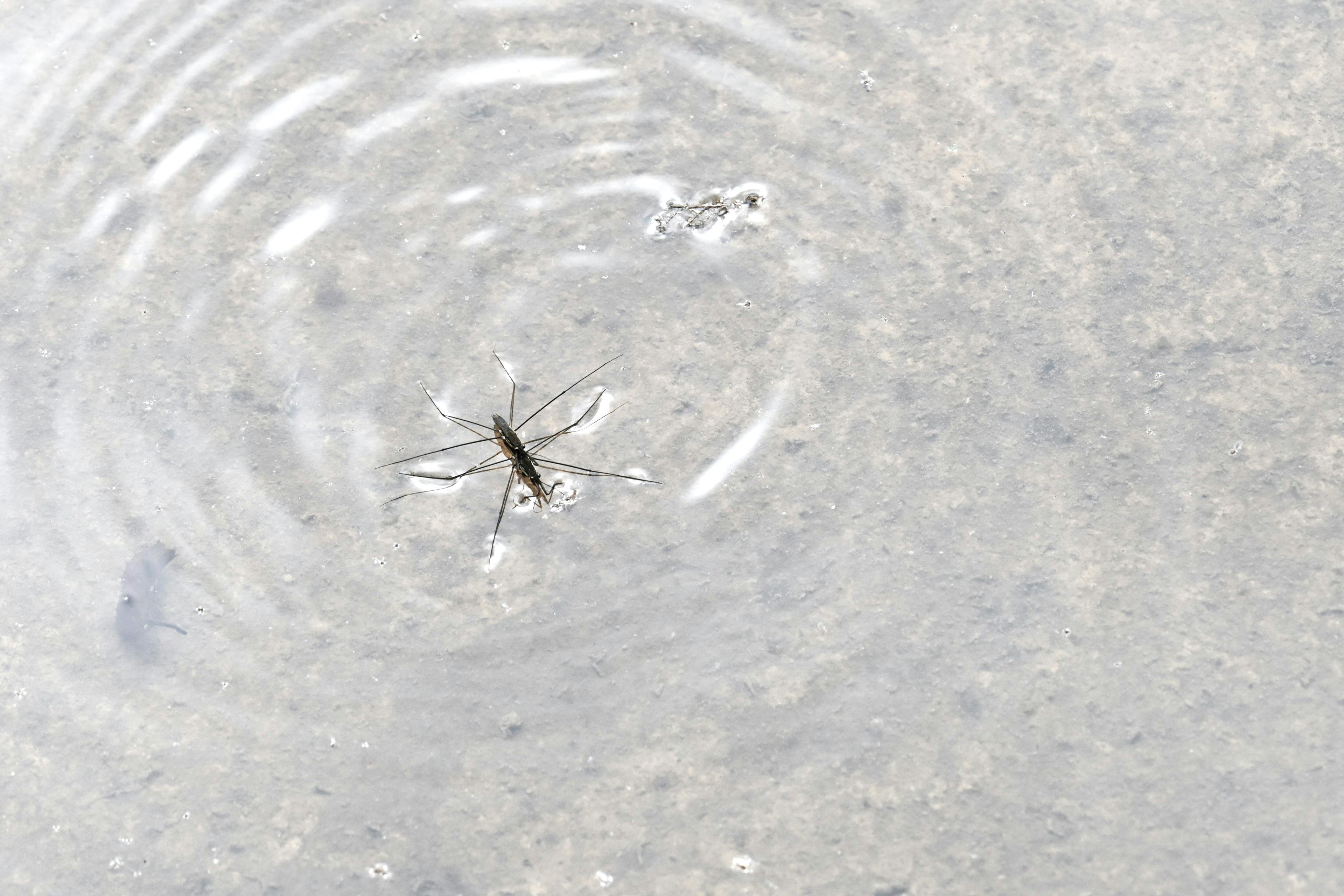 水面に浮かぶ小さな昆虫の周りに広がる波紋