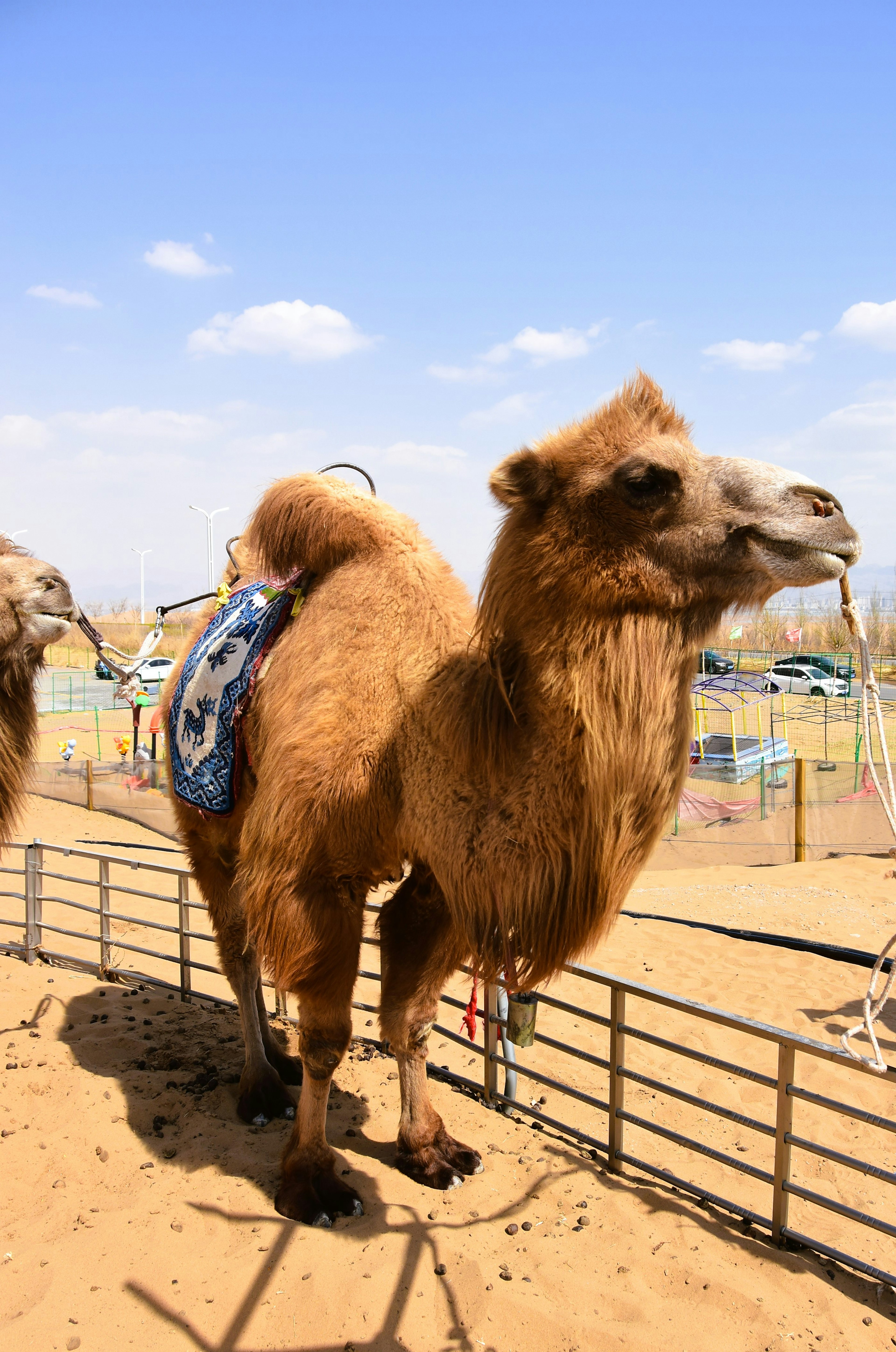 A camel standing in the desert with a blue saddle on its back