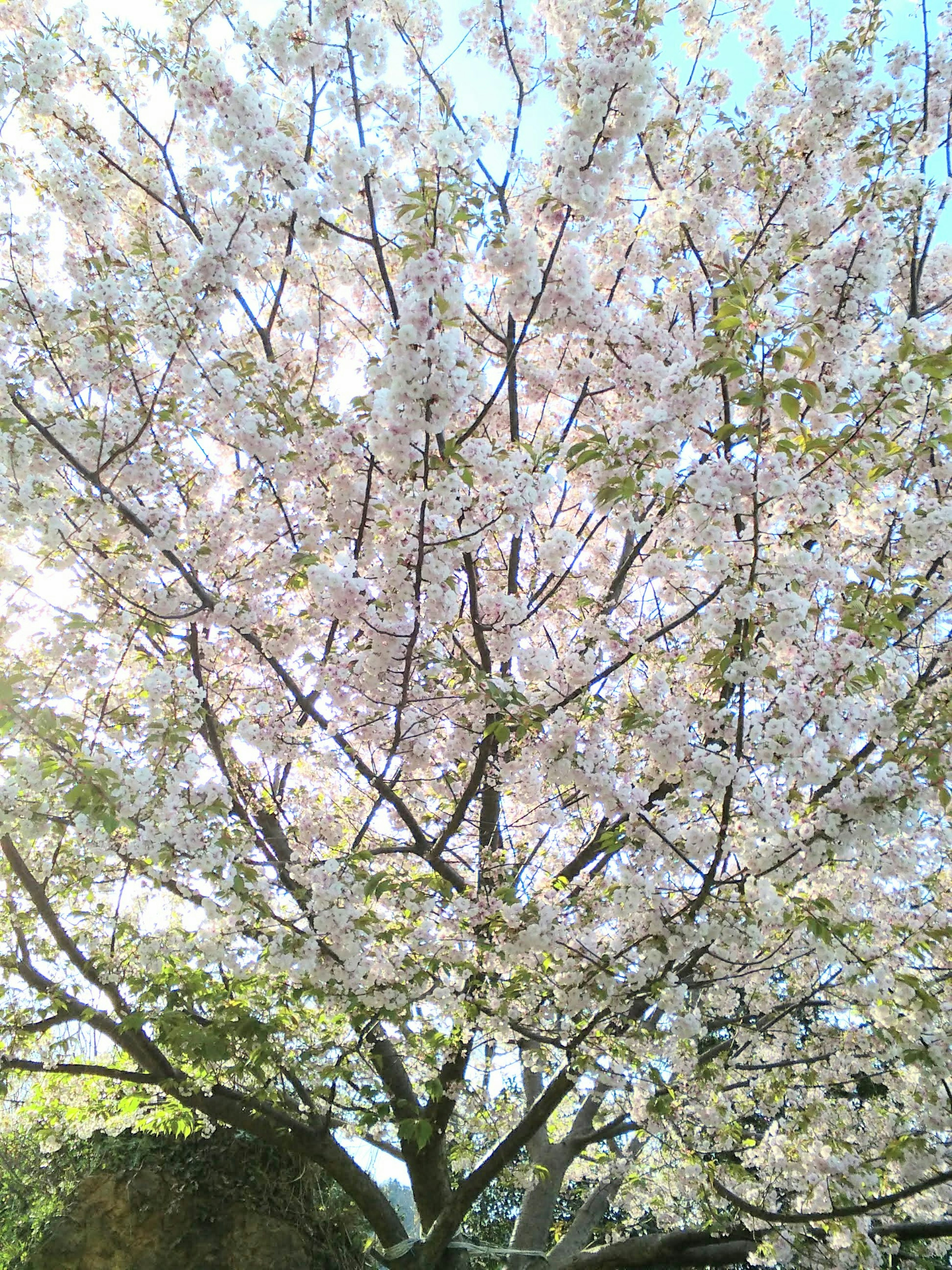 Arbre de cerisier en pleine floraison sur fond de ciel bleu